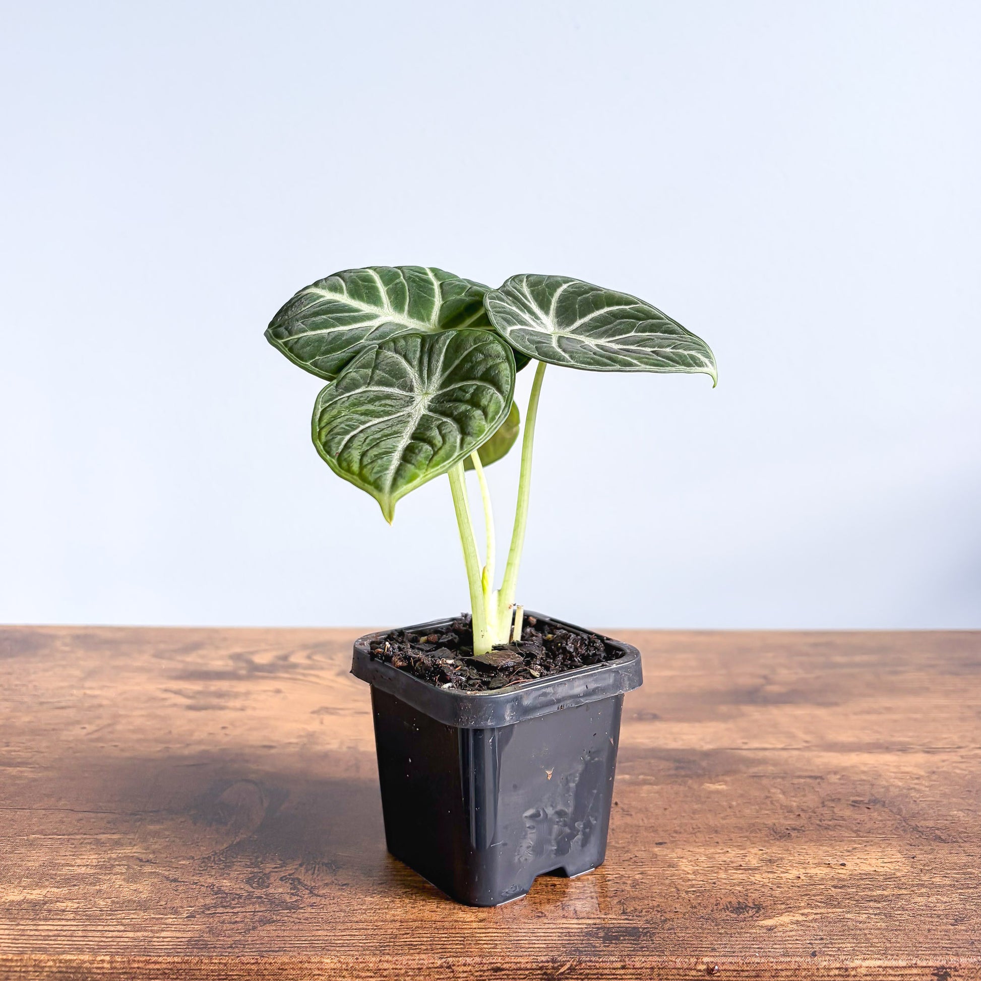 Alocasia Ninja | The Plant Boys