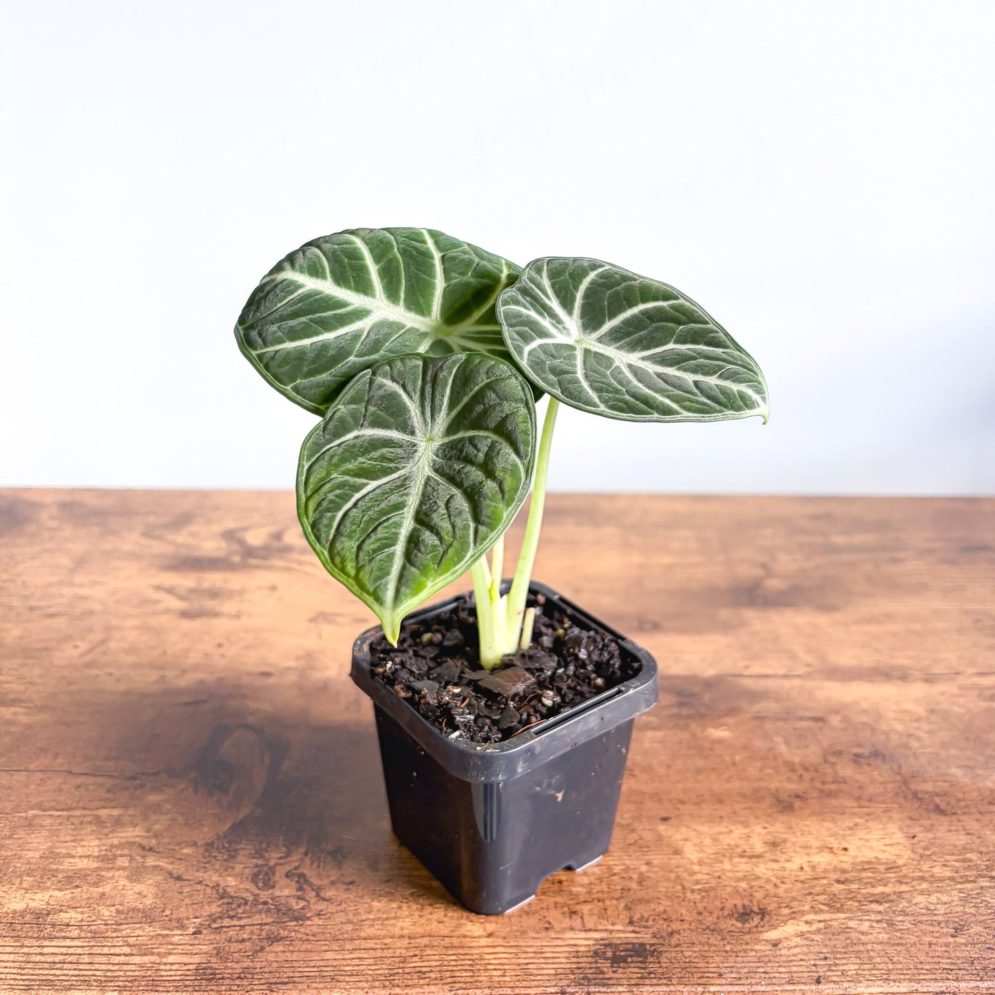 Alocasia Ninja | The Plant Boys