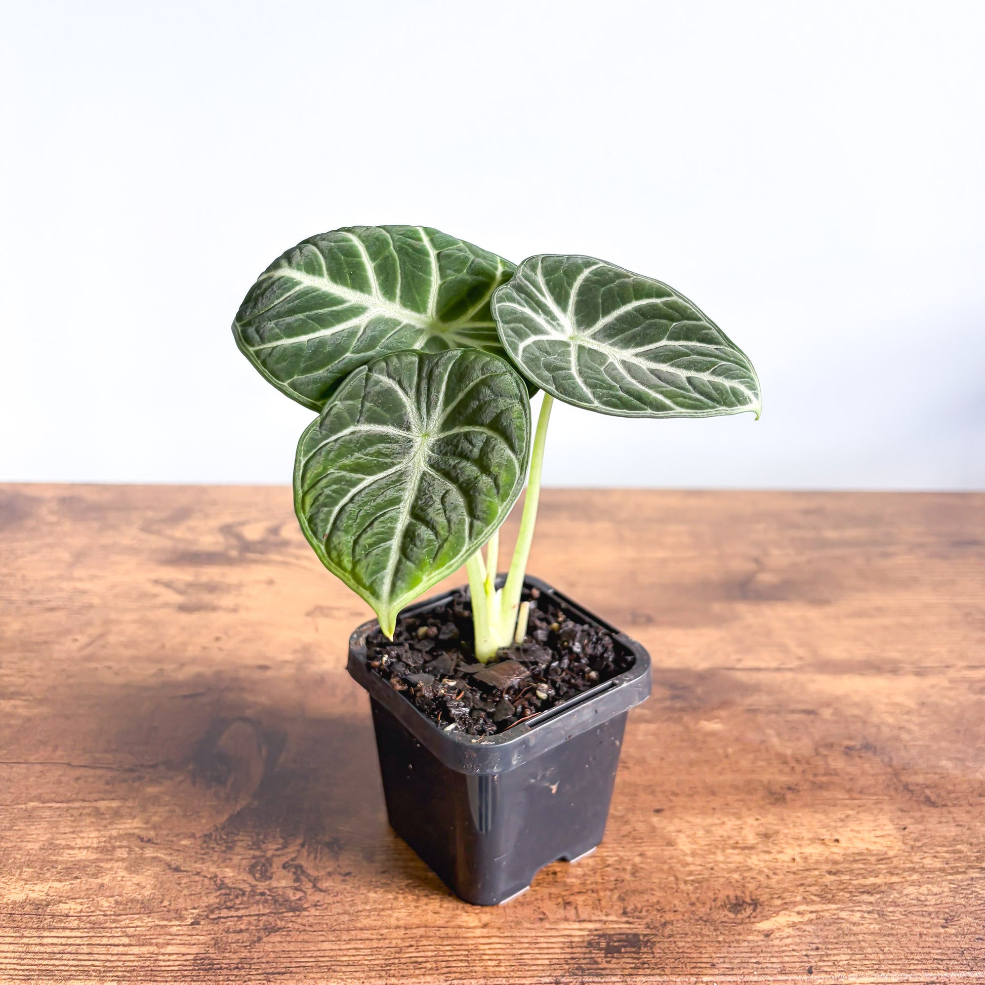 Alocasia Ninja | The Plant Boys