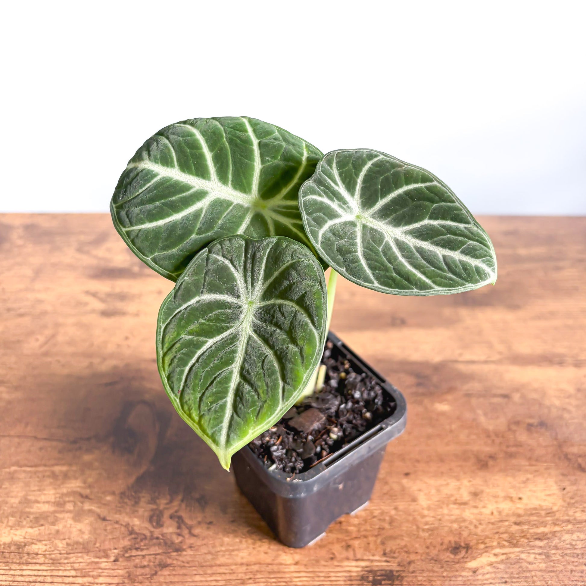 Alocasia Ninja | The Plant Boys