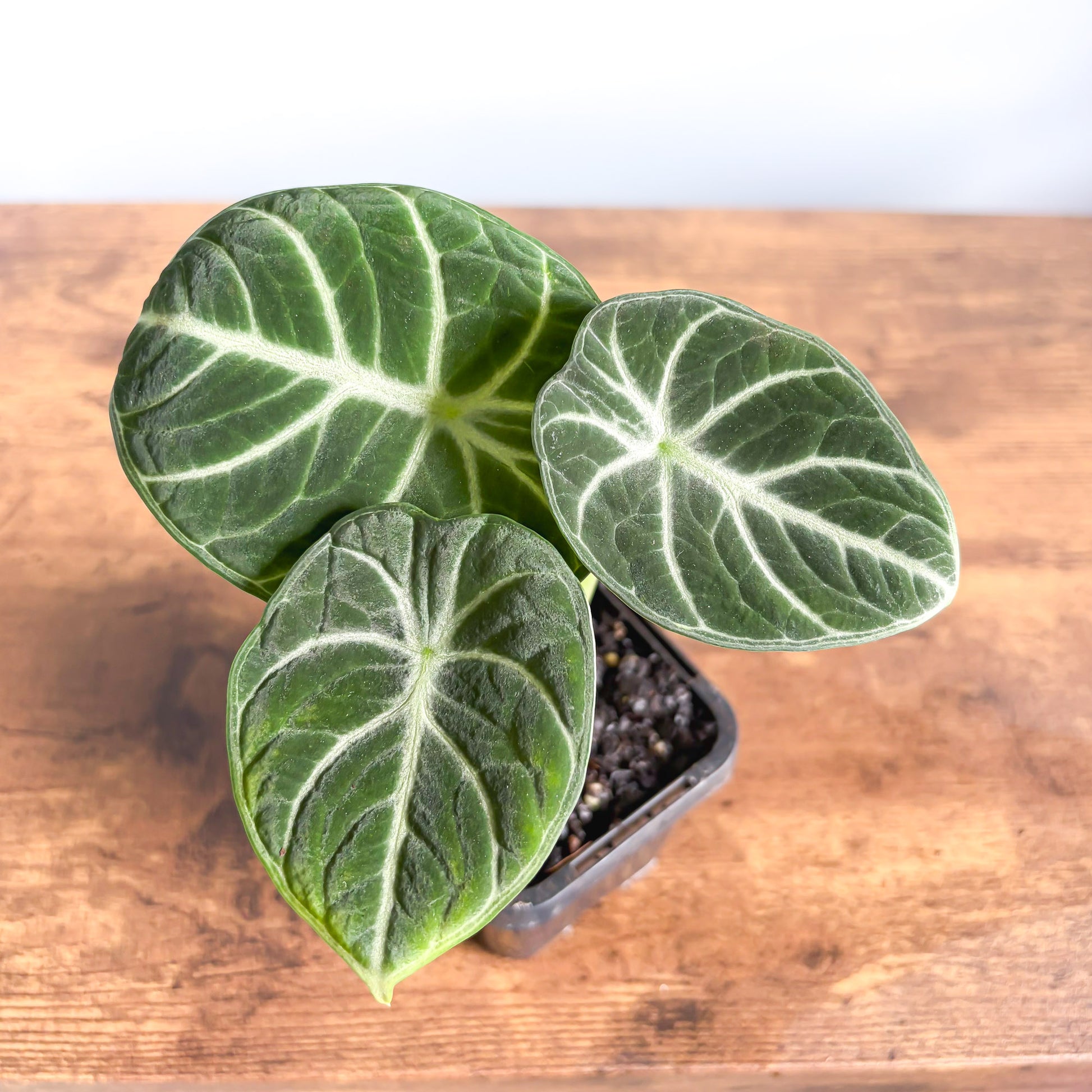 Alocasia Ninja | The Plant Boys