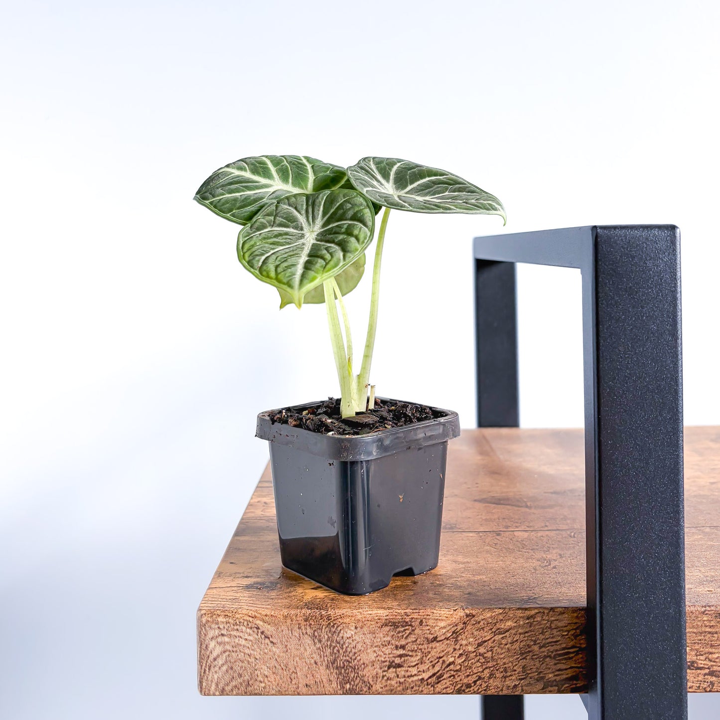 Alocasia Ninja | The Plant Boys