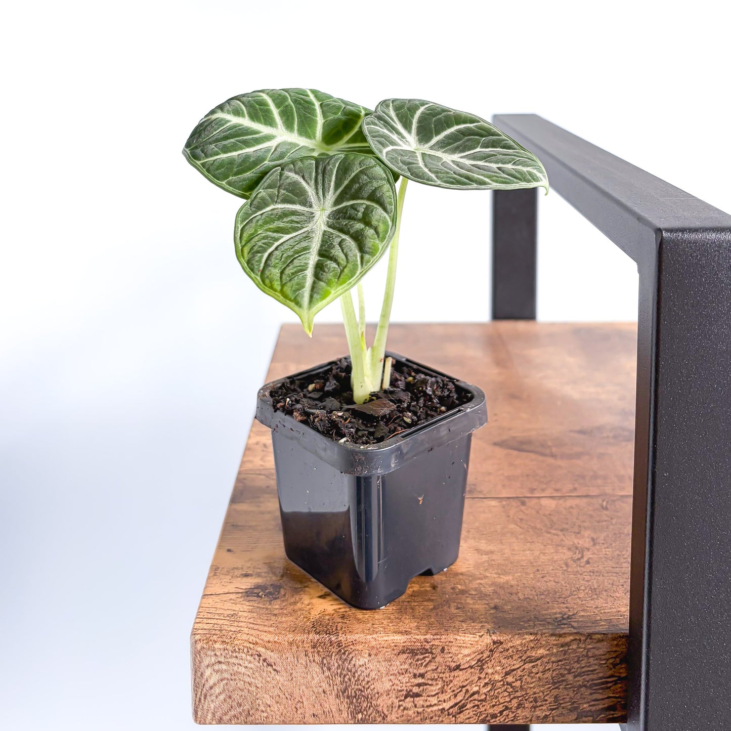 Alocasia Ninja | The Plant Boys