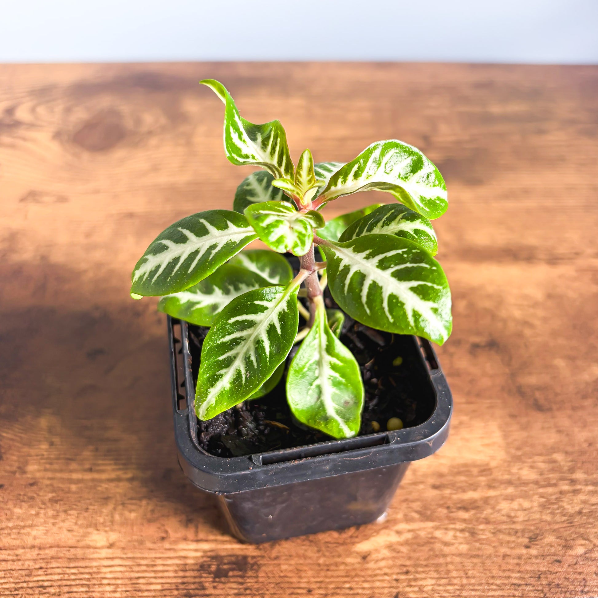 Aphelandra Snow White Zebra Plant | The Plant Boys