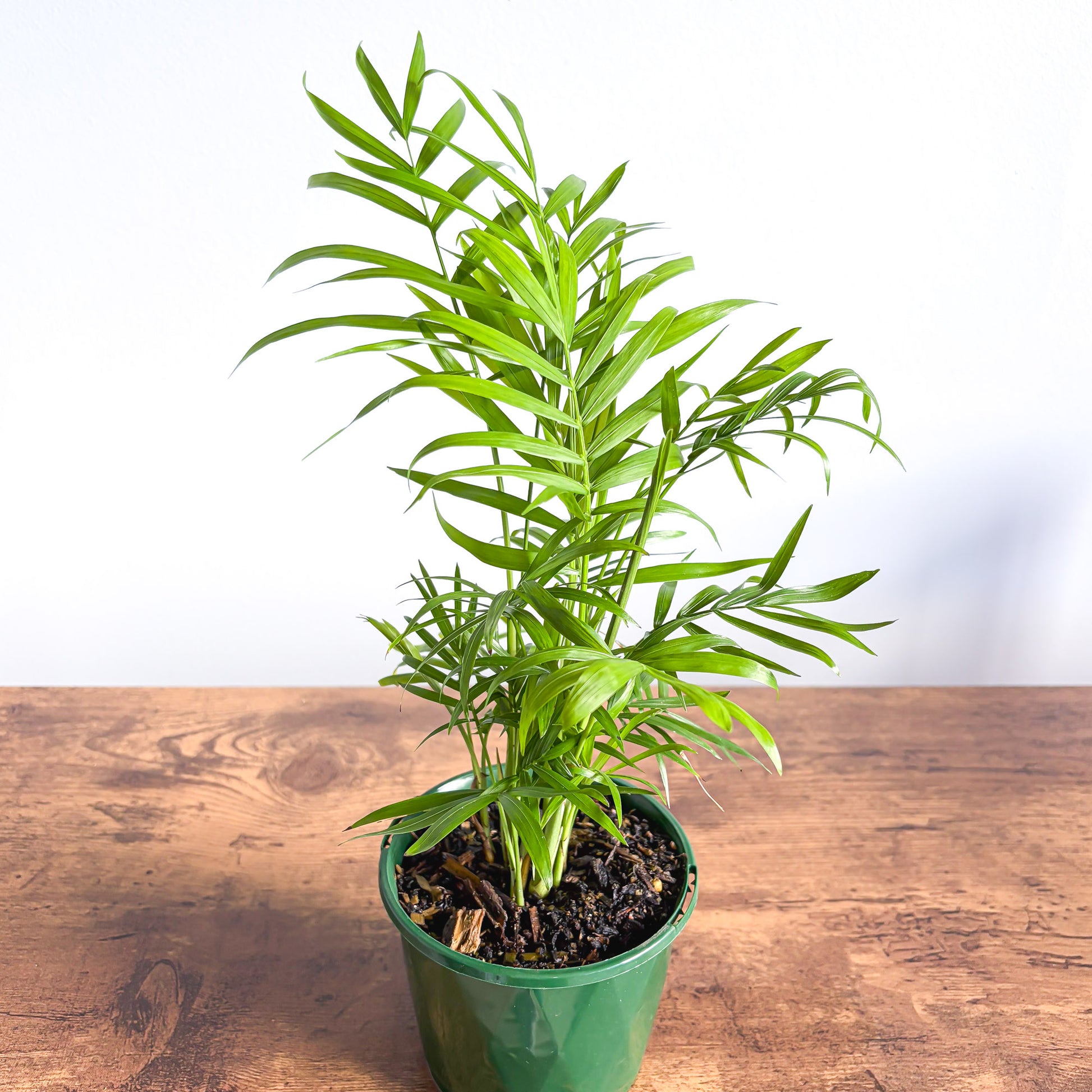 Chamaedorea Elegans Parlour Palm | The Plant Boys