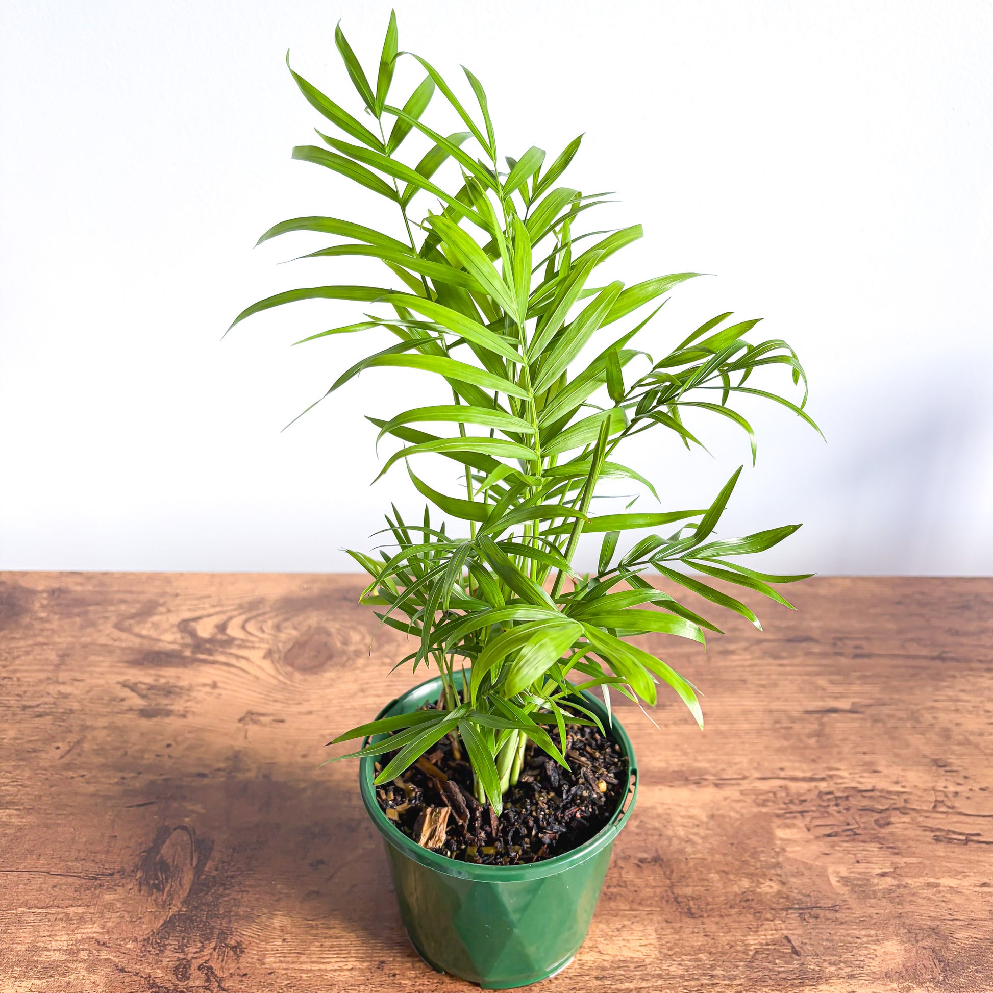 Chamaedorea Elegans Parlour Palm | The Plant Boys