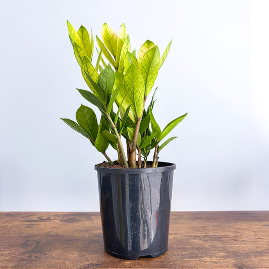 Zanzibar Akebono | The Plant Boys