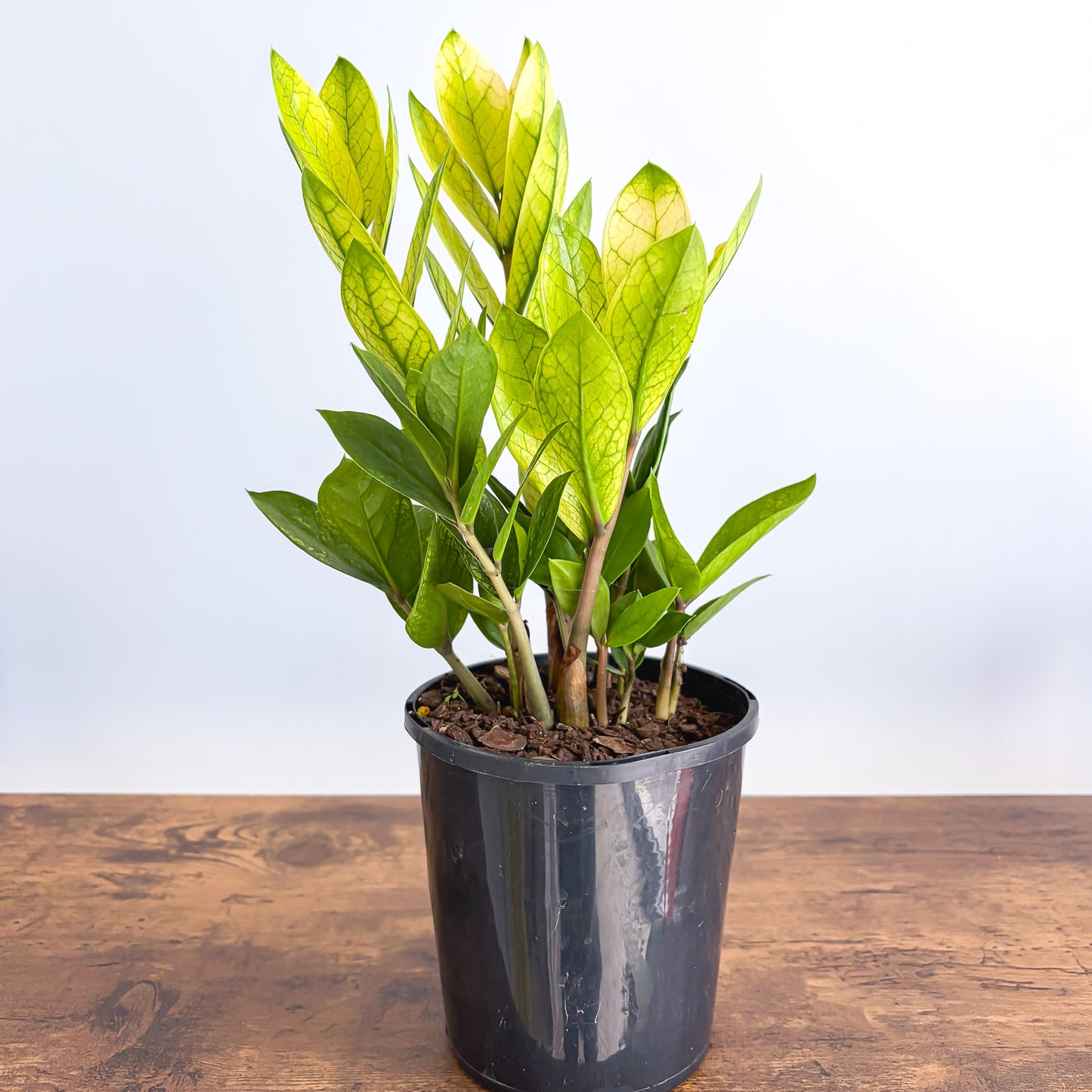 Zanzibar Akebono | The Plant Boys