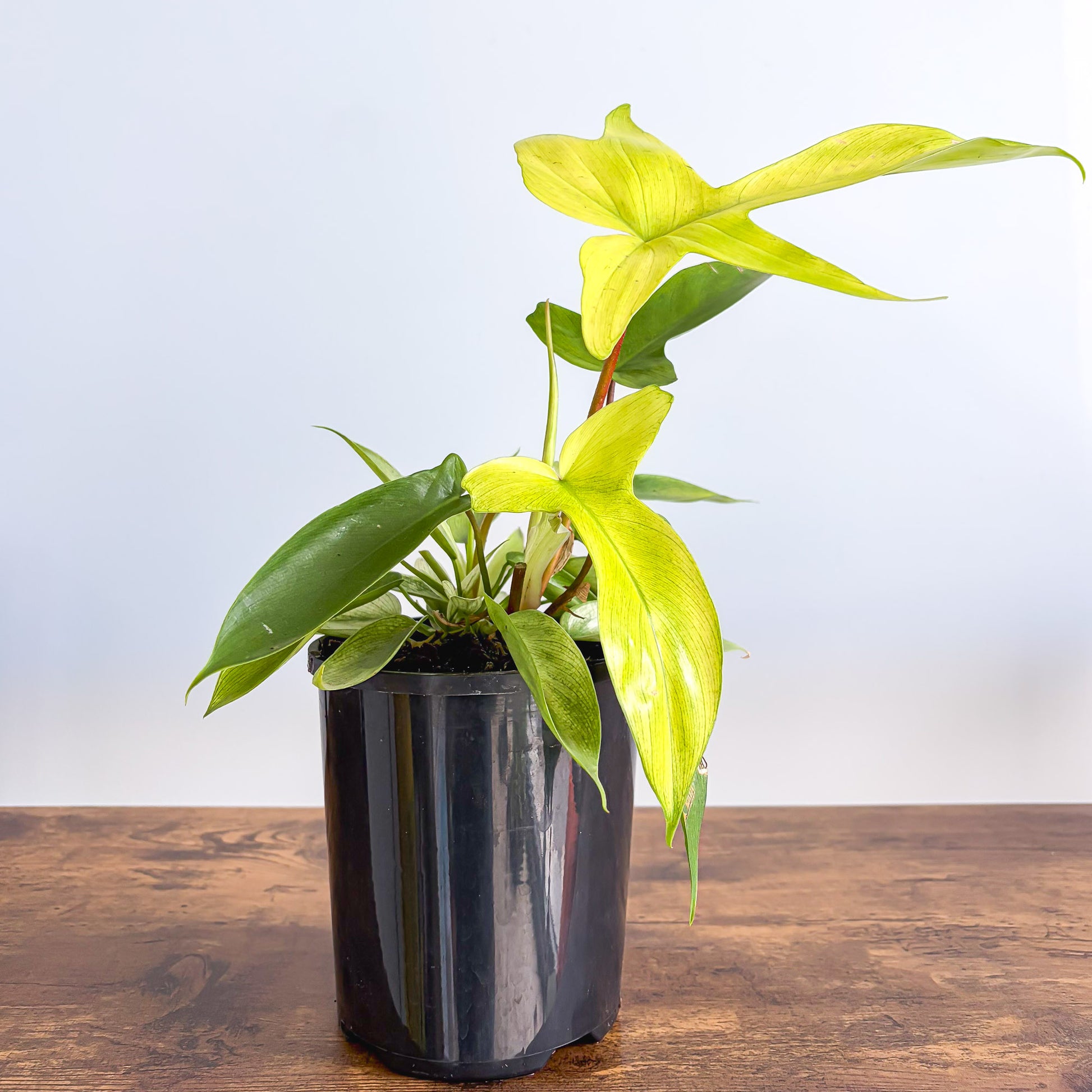 Philodendron Florida Ghost – The Plant Boys