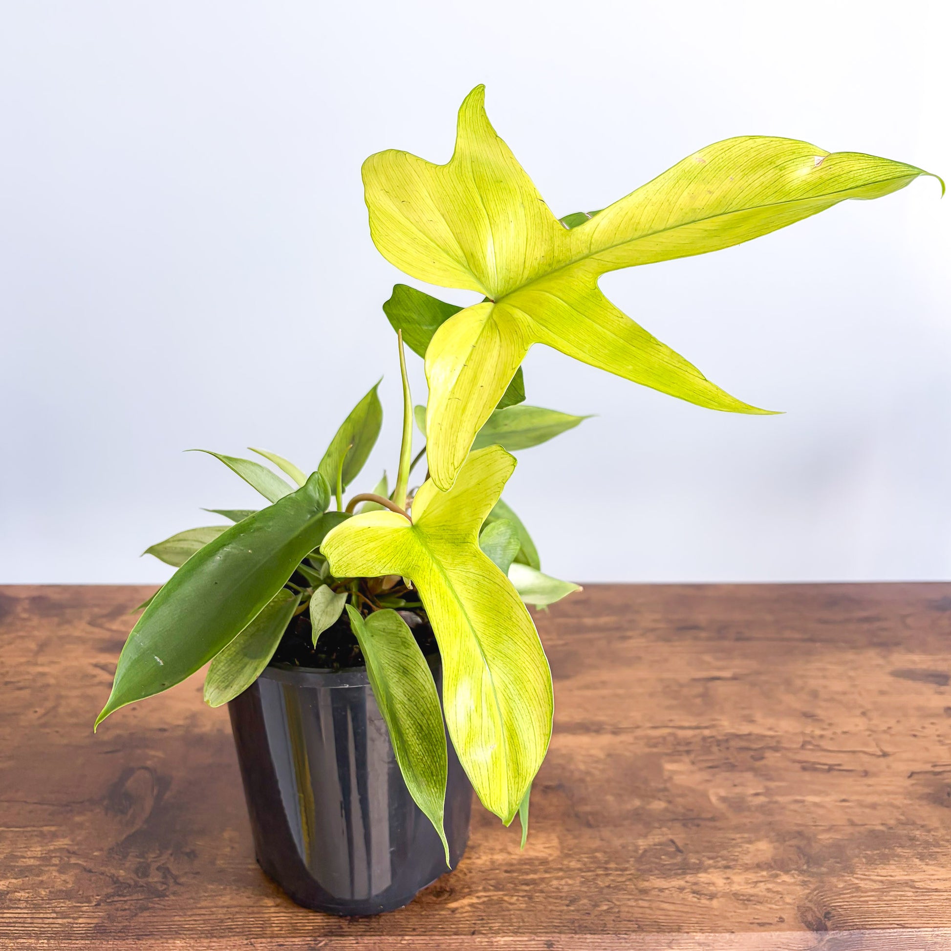 philodendron florida ghost plant for sale Philodendron Florida Ghost – The Plant Boys