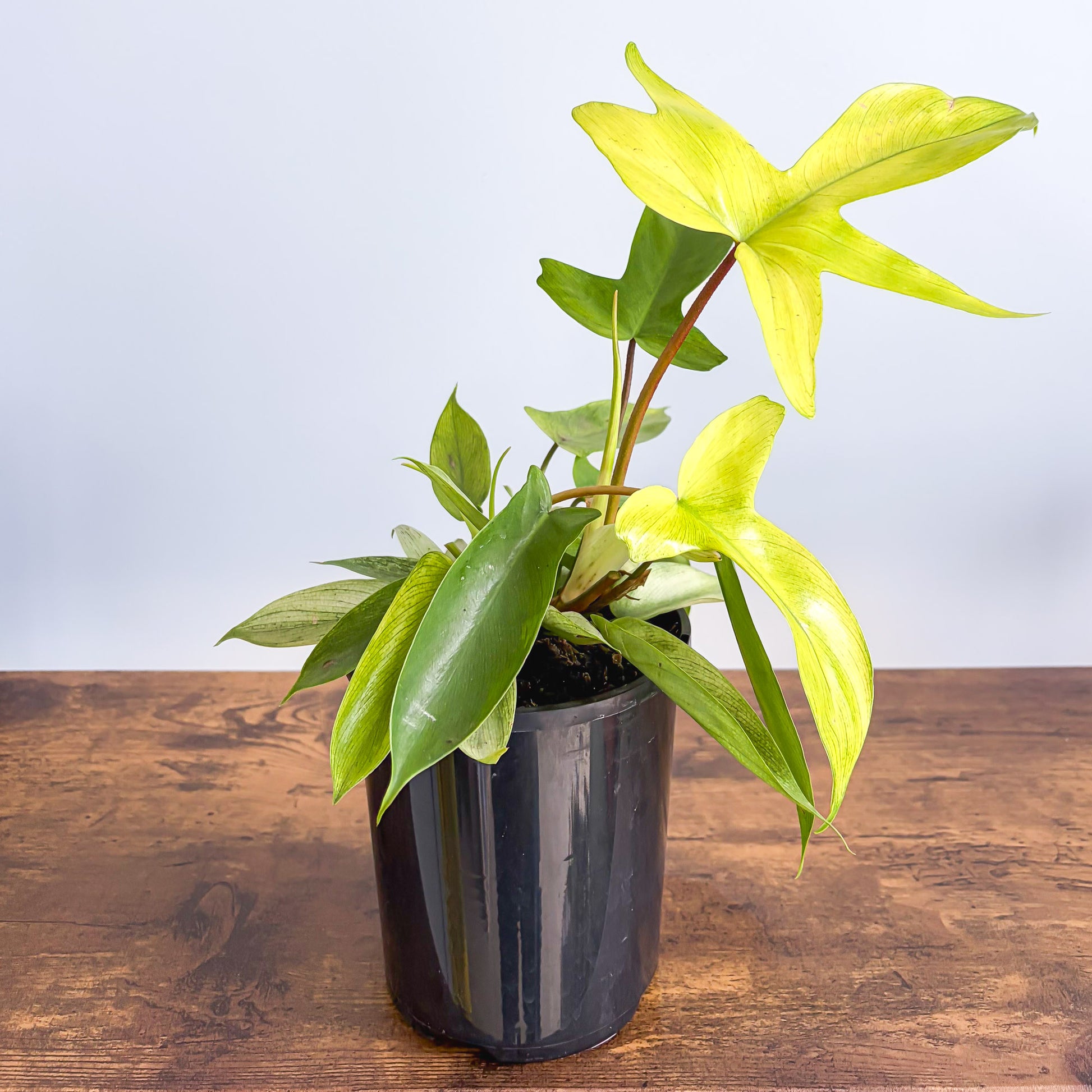 Philodendron Florida Ghost | The Plant Boys