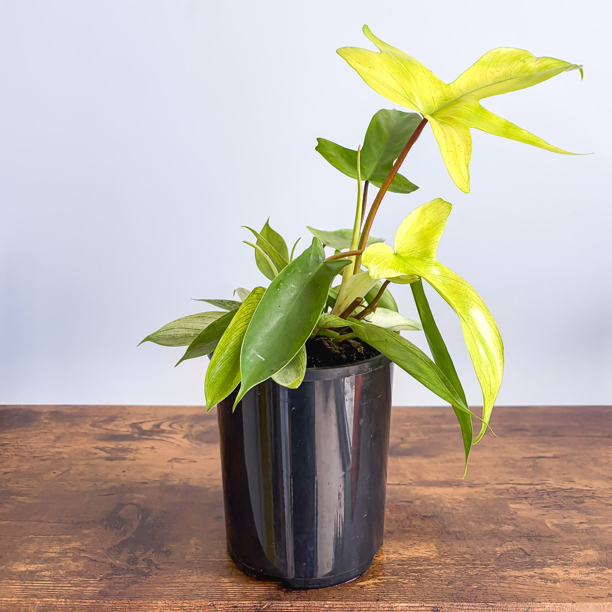 philodendron for sale perth Philodendron Florida Ghost – The Plant Boys