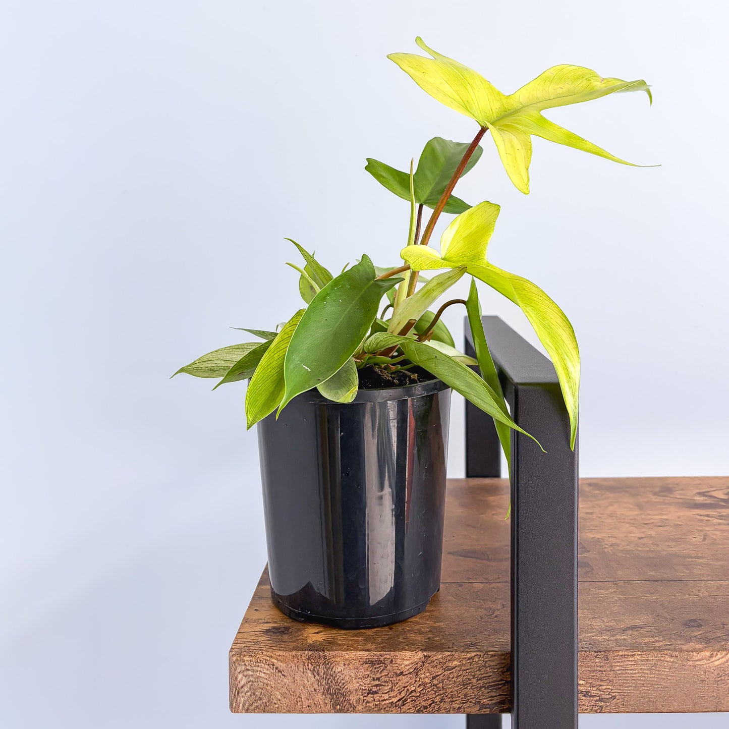 Philodendron Florida Ghost | The Plant Boys