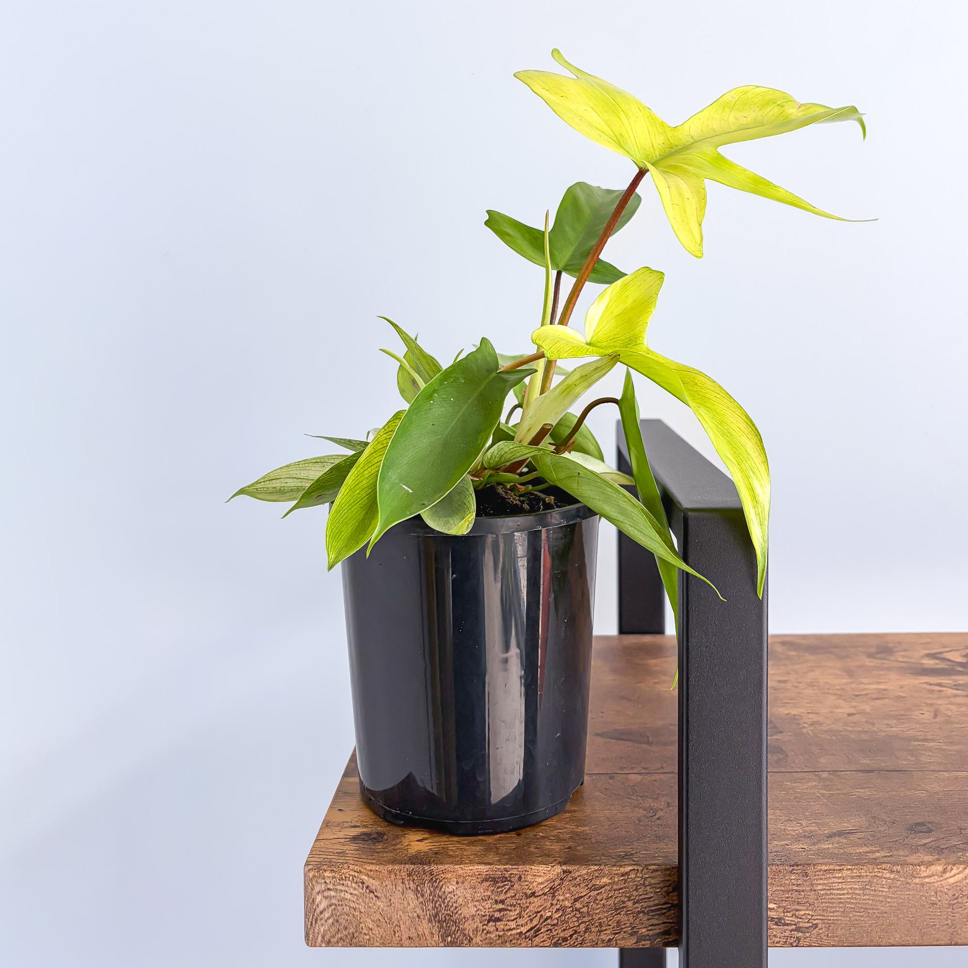 Philodendron Florida Ghost – The Plant Boys