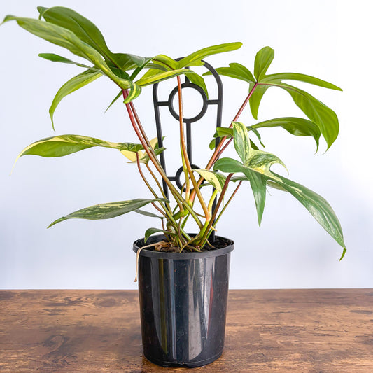 Philodendron Florida Beauty | The Plant Boys