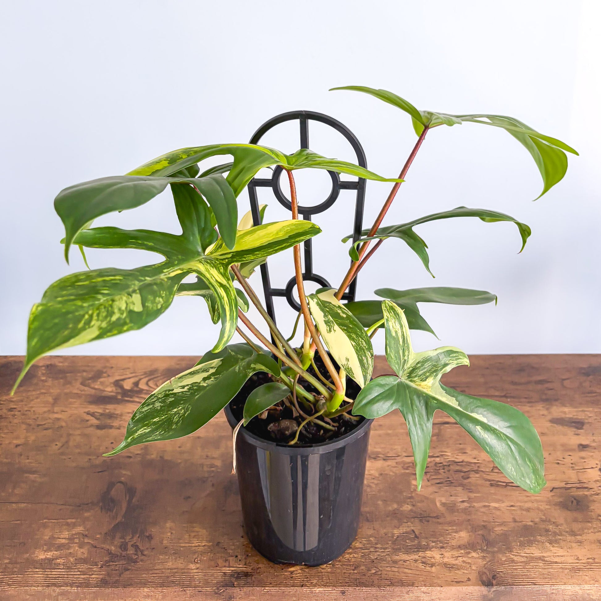 Philodendron Florida Beauty | The Plant Boys