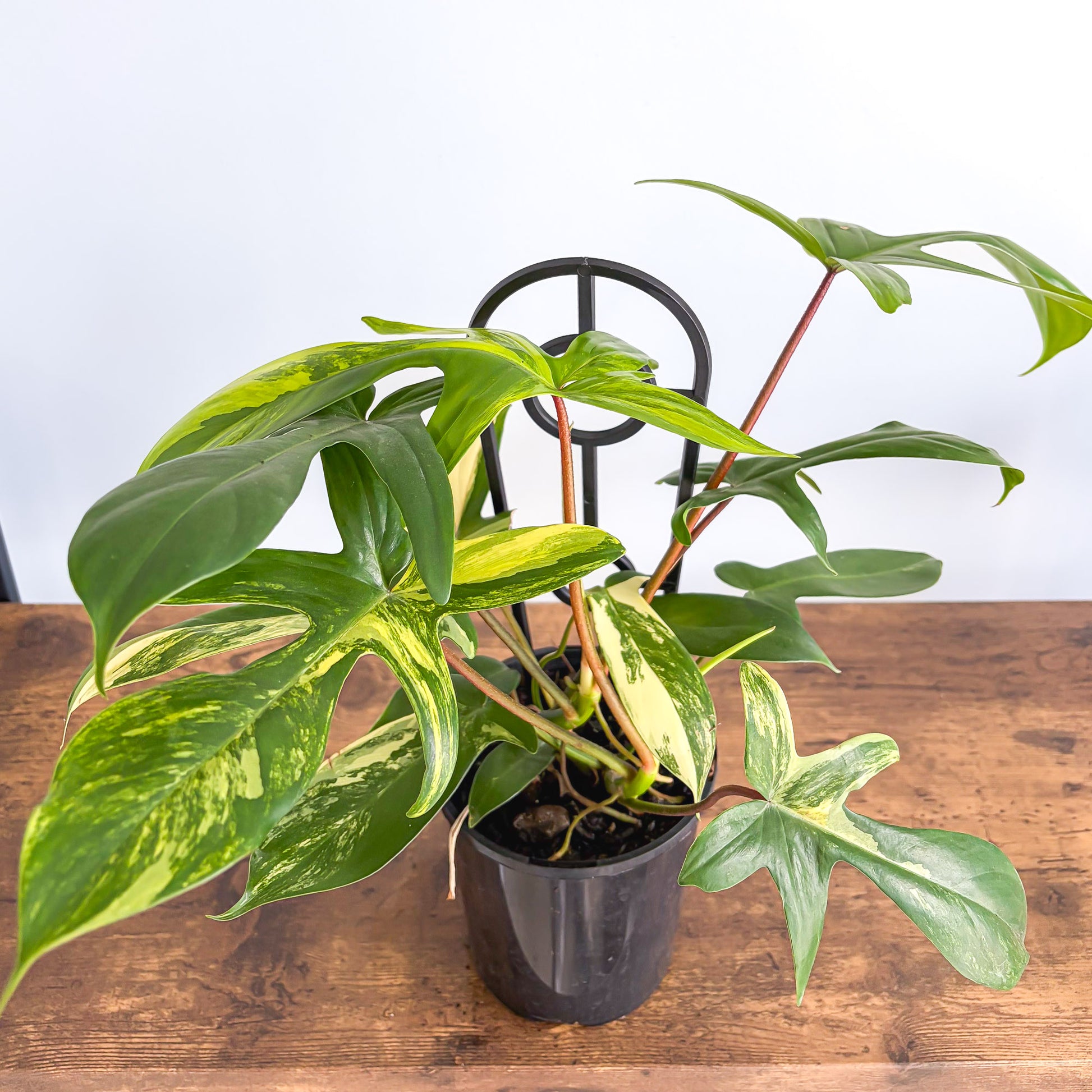 Philodendron Florida Beauty | The Plant Boys