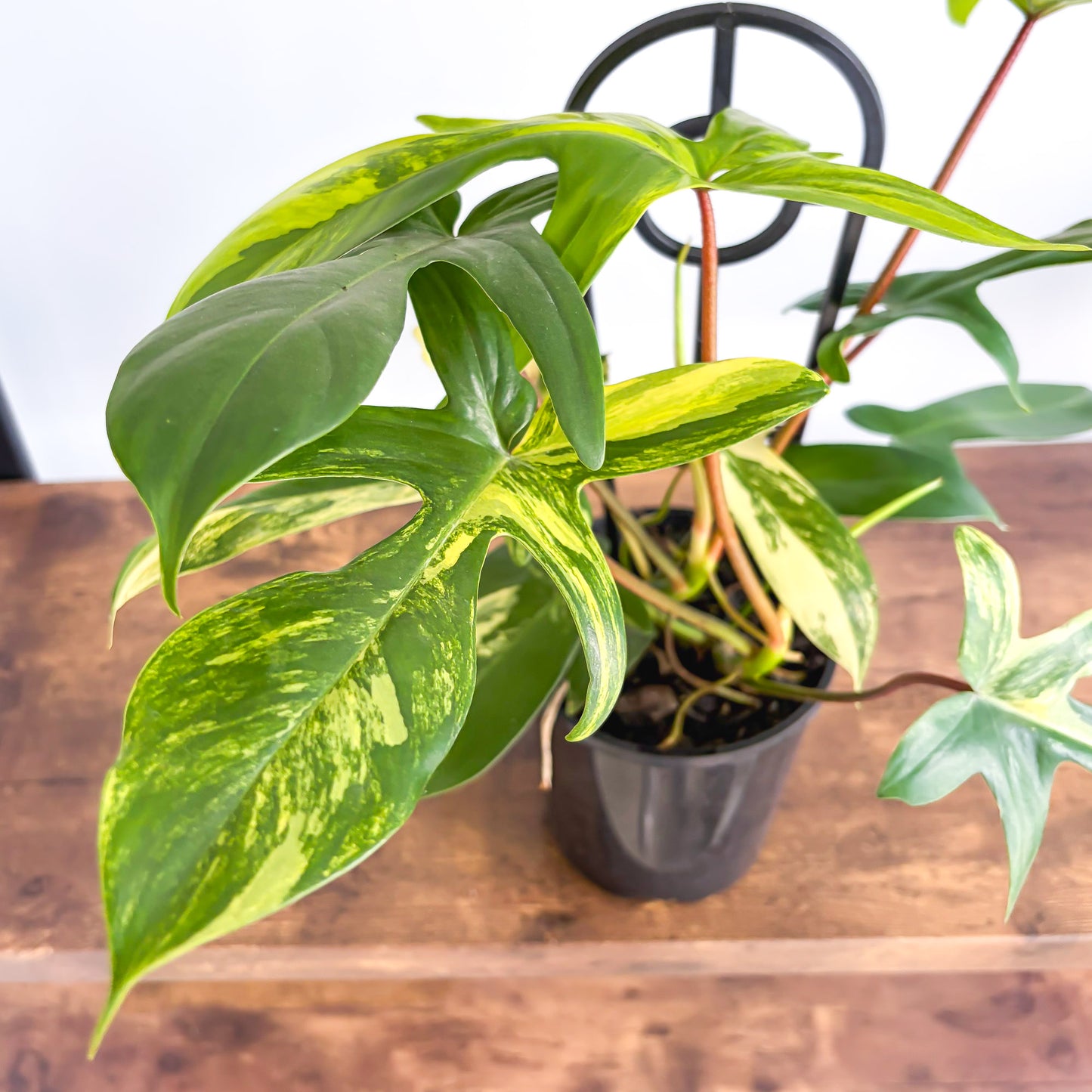 Philodendron Florida Beauty | The Plant Boys