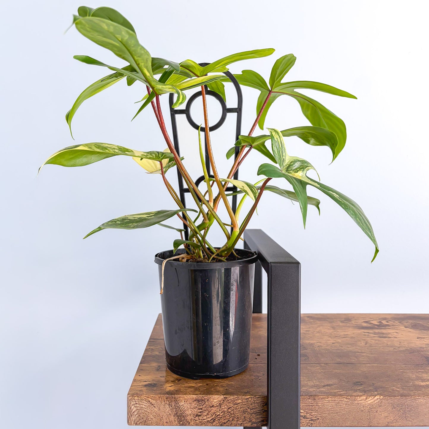 Philodendron Florida Beauty | The Plant Boys