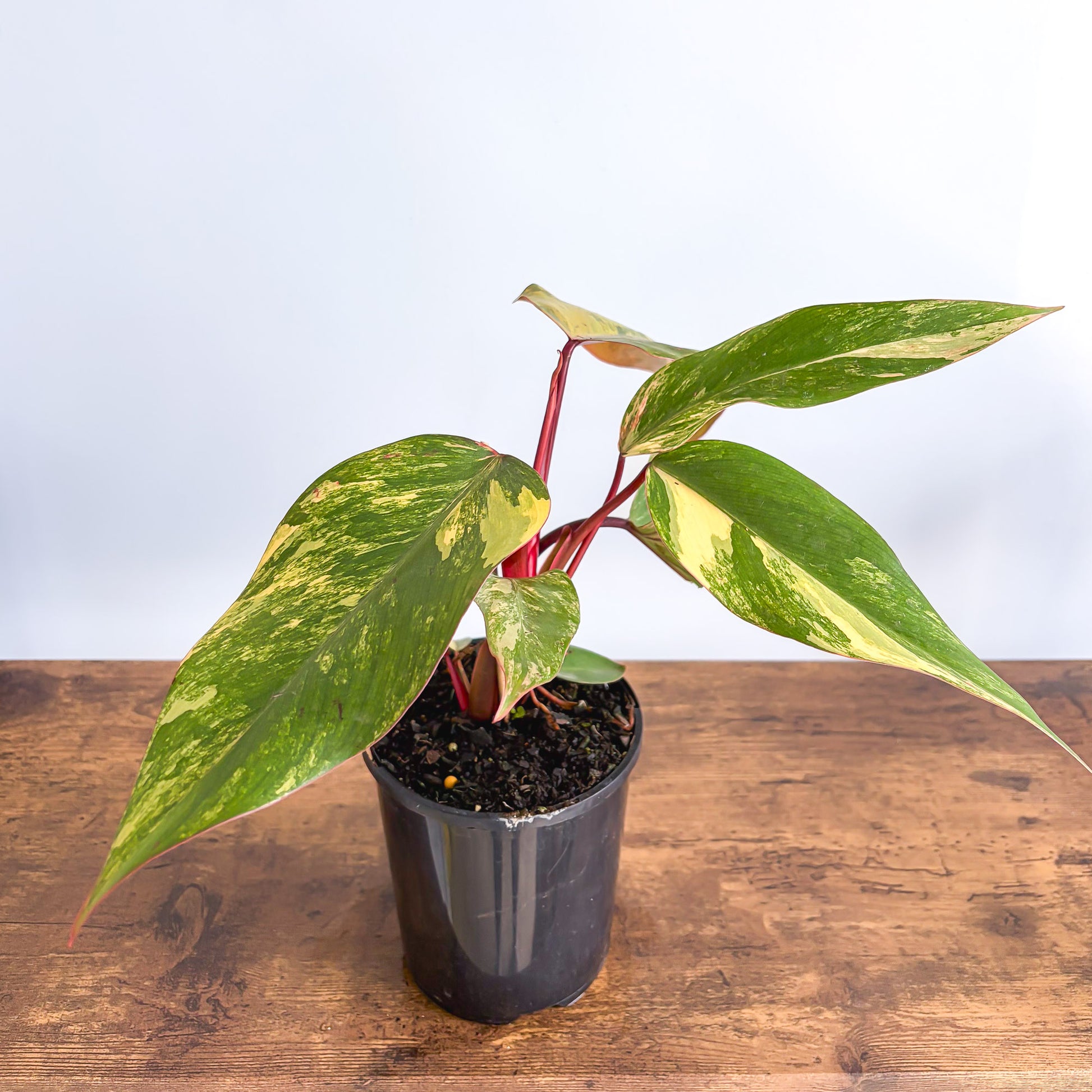 Philodendron Strawberry Shake | The Plant Boys