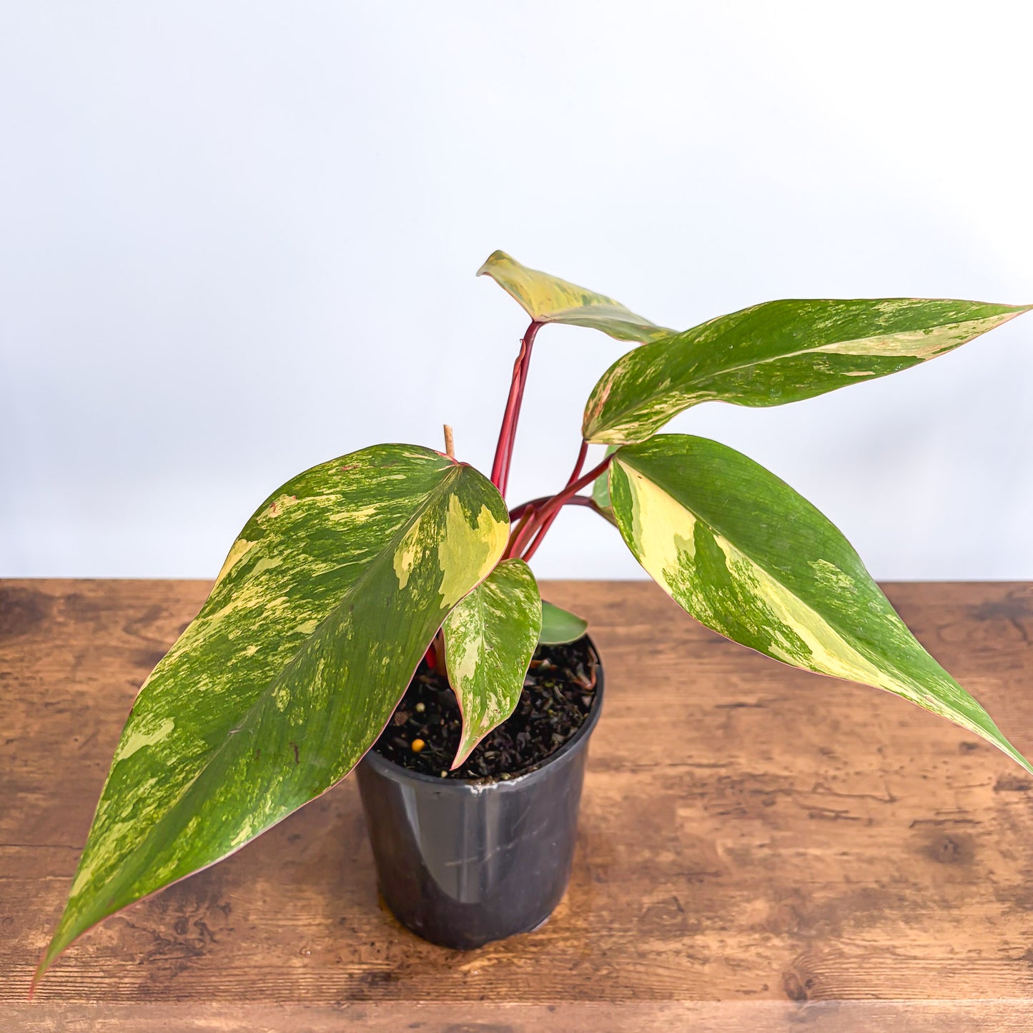 Philodendron Strawberry Shake | The Plant Boys