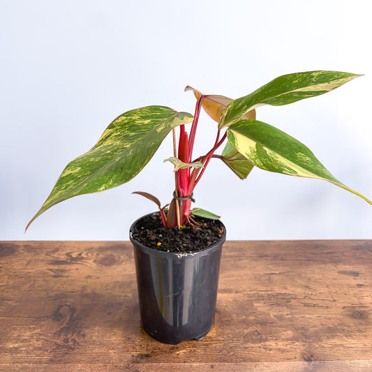 Philodendron Strawberry Shake | The Plant Boys