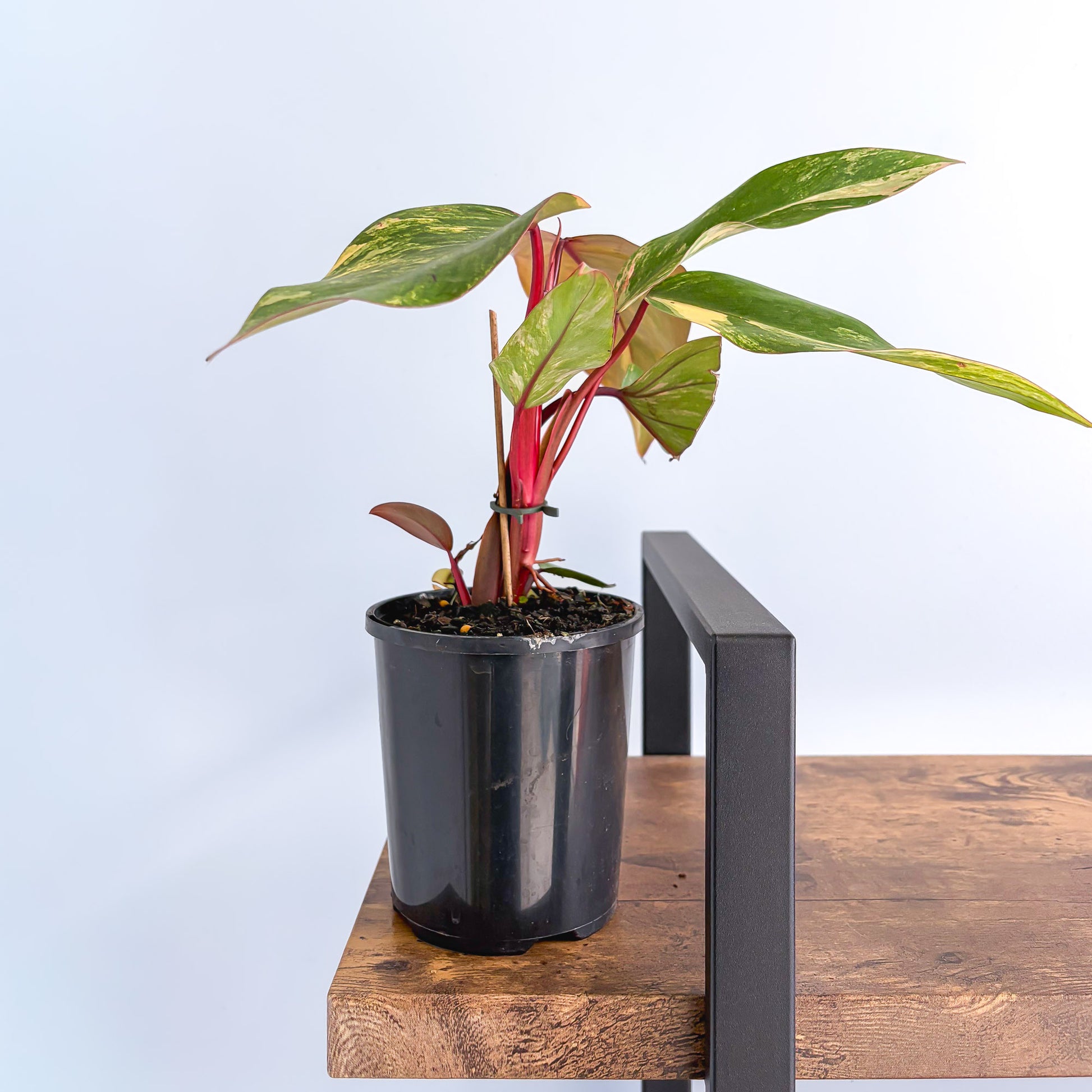 Philodendron Strawberry Shake | The Plant Boys