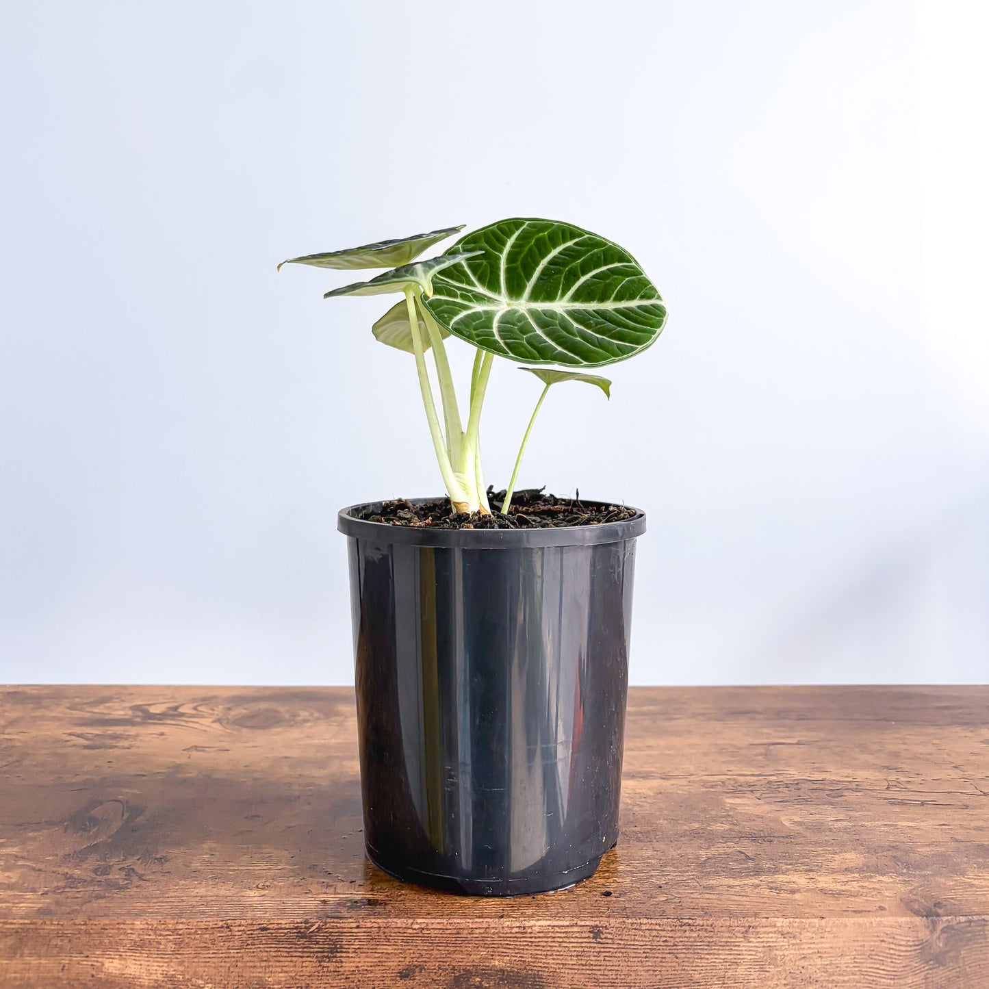 Alocasia Ninja | The Plant Boys