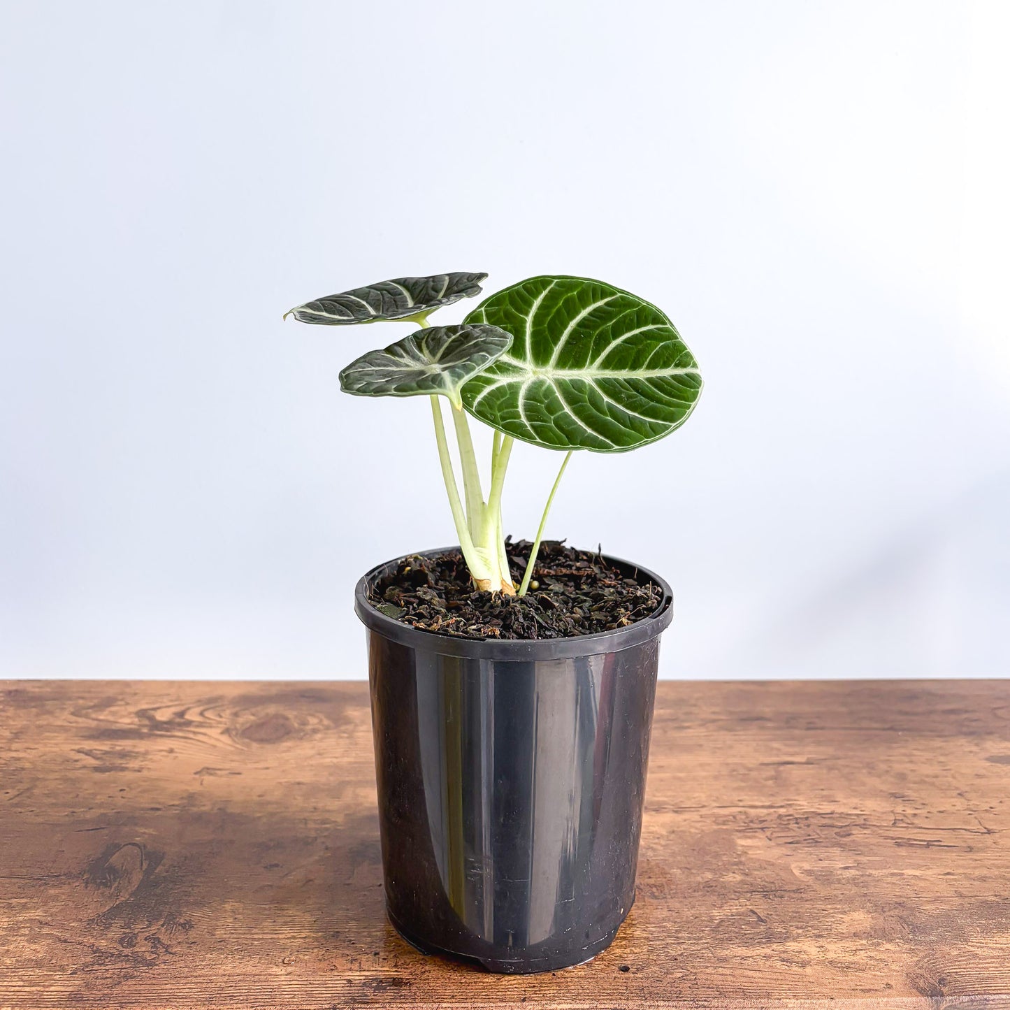 Alocasia Ninja | The Plant Boys