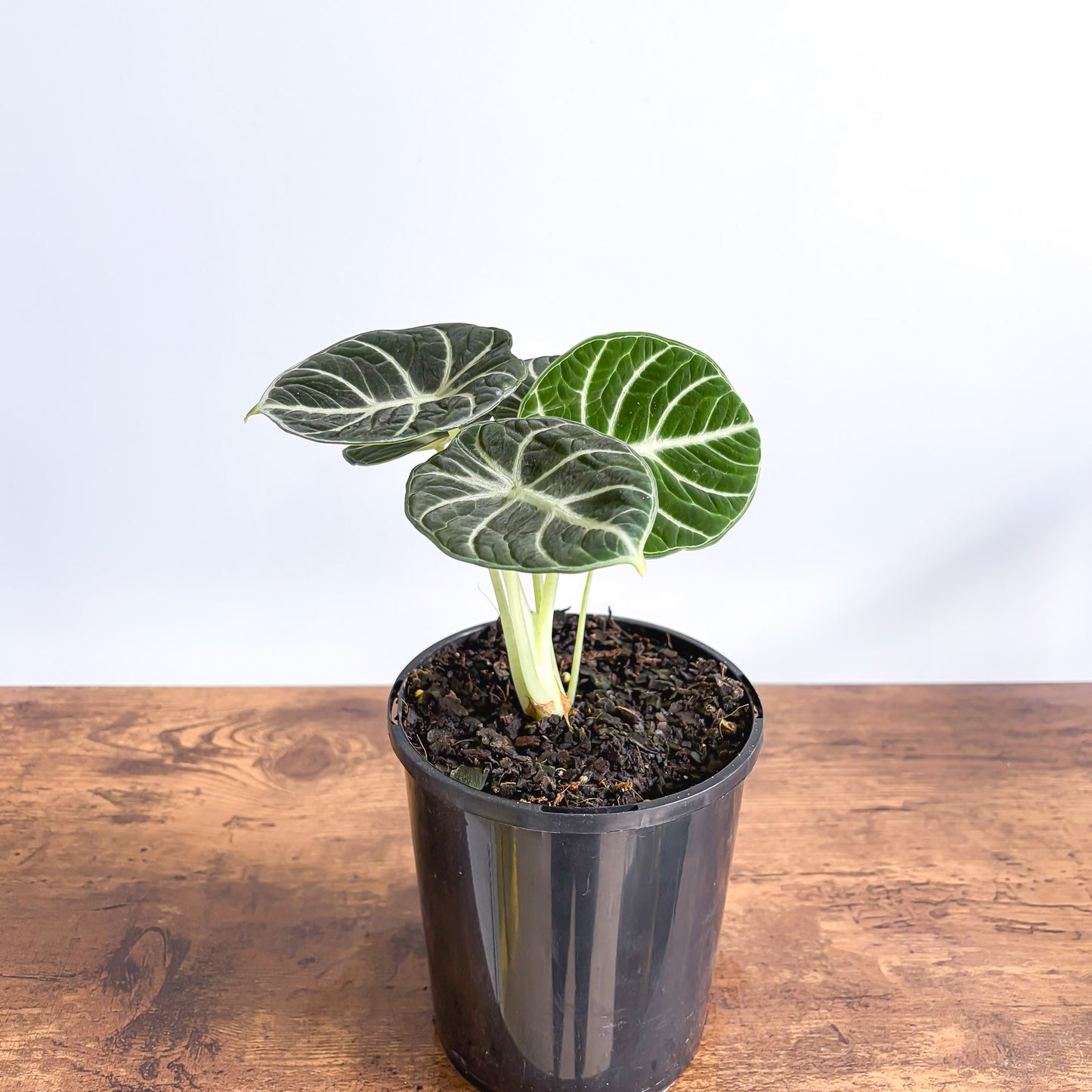 Alocasia Ninja | The Plant Boys