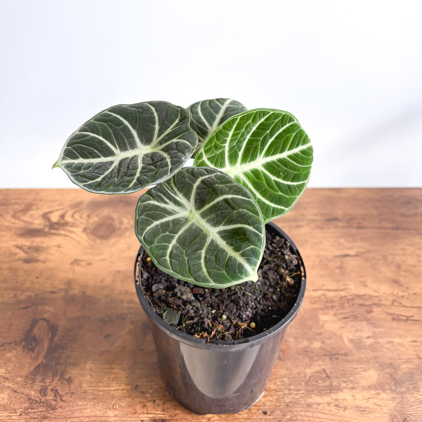 Alocasia Ninja | The Plant Boys