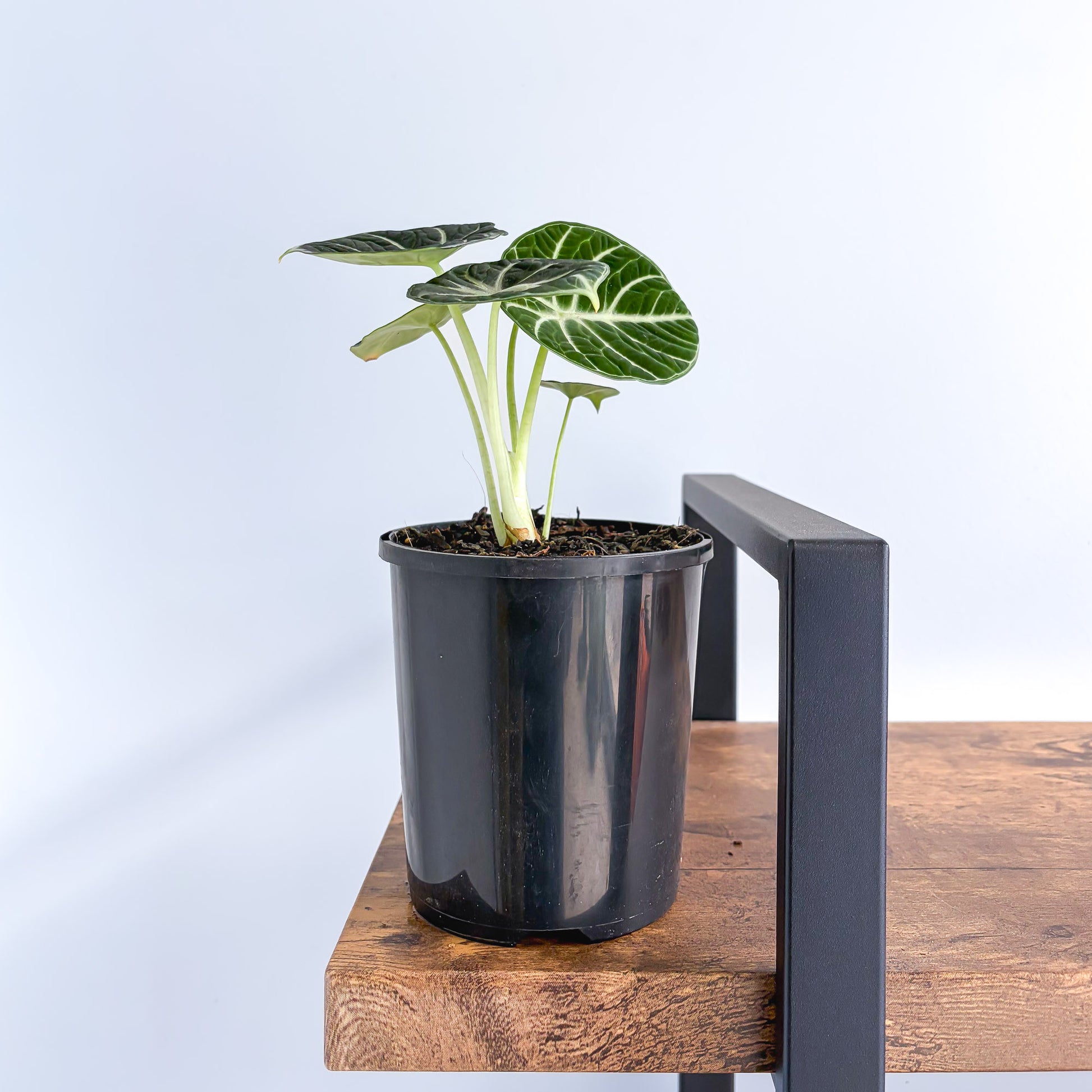 Alocasia Ninja | The Plant Boys