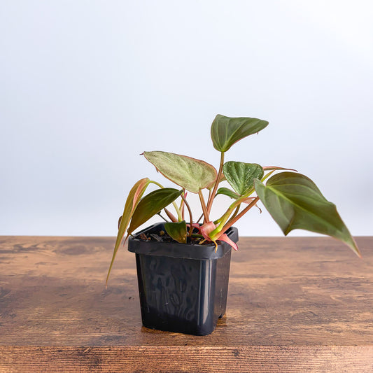 Philodendron Micans Marble Variegated | The Plant Boys