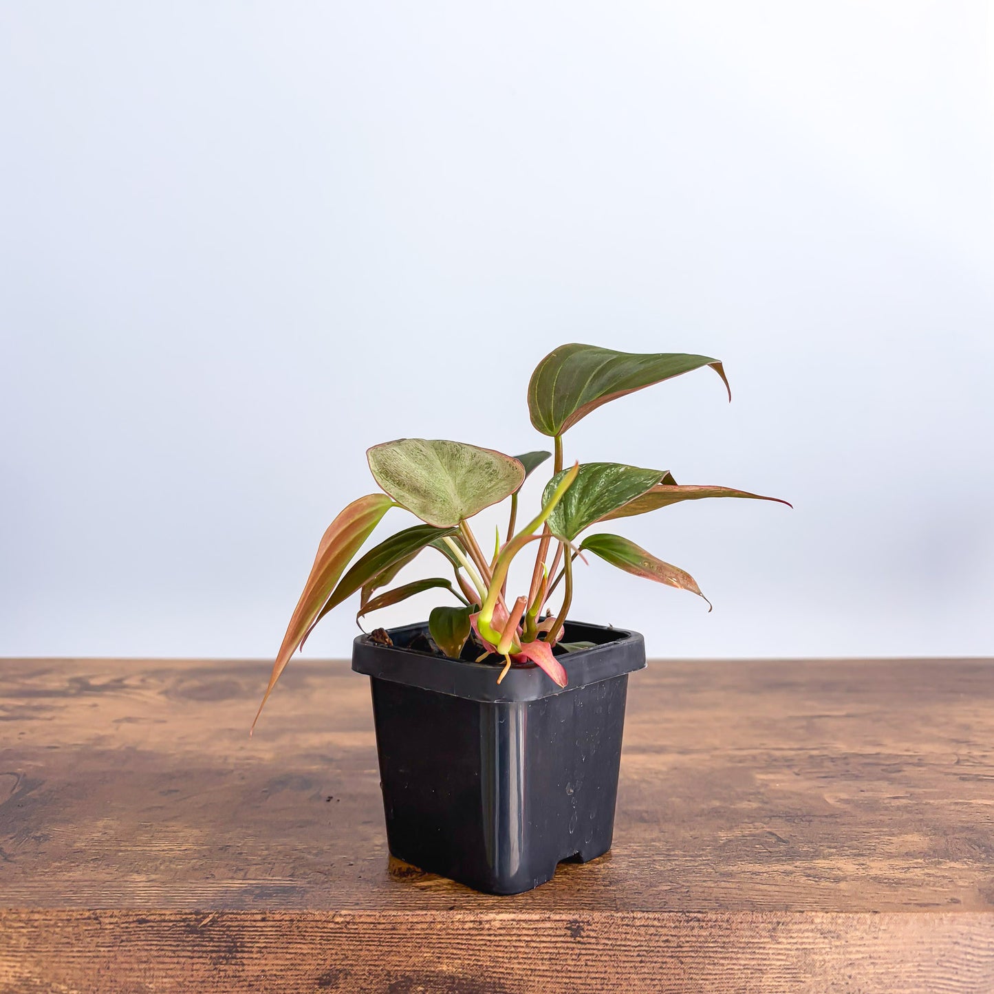 Philodendron Micans Marble Variegated | The Plant Boys