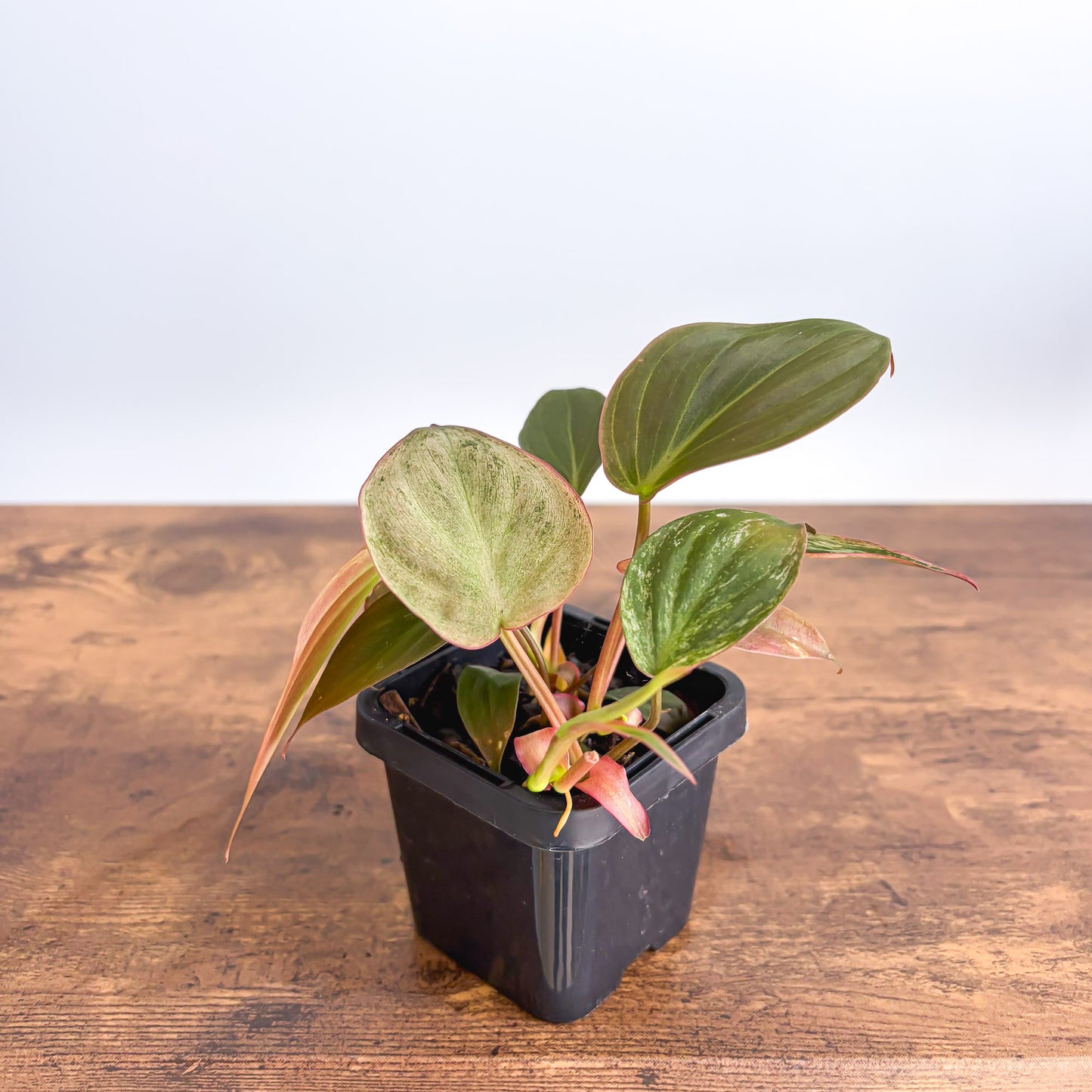 Philodendron Micans Marble Variegated | The Plant Boys