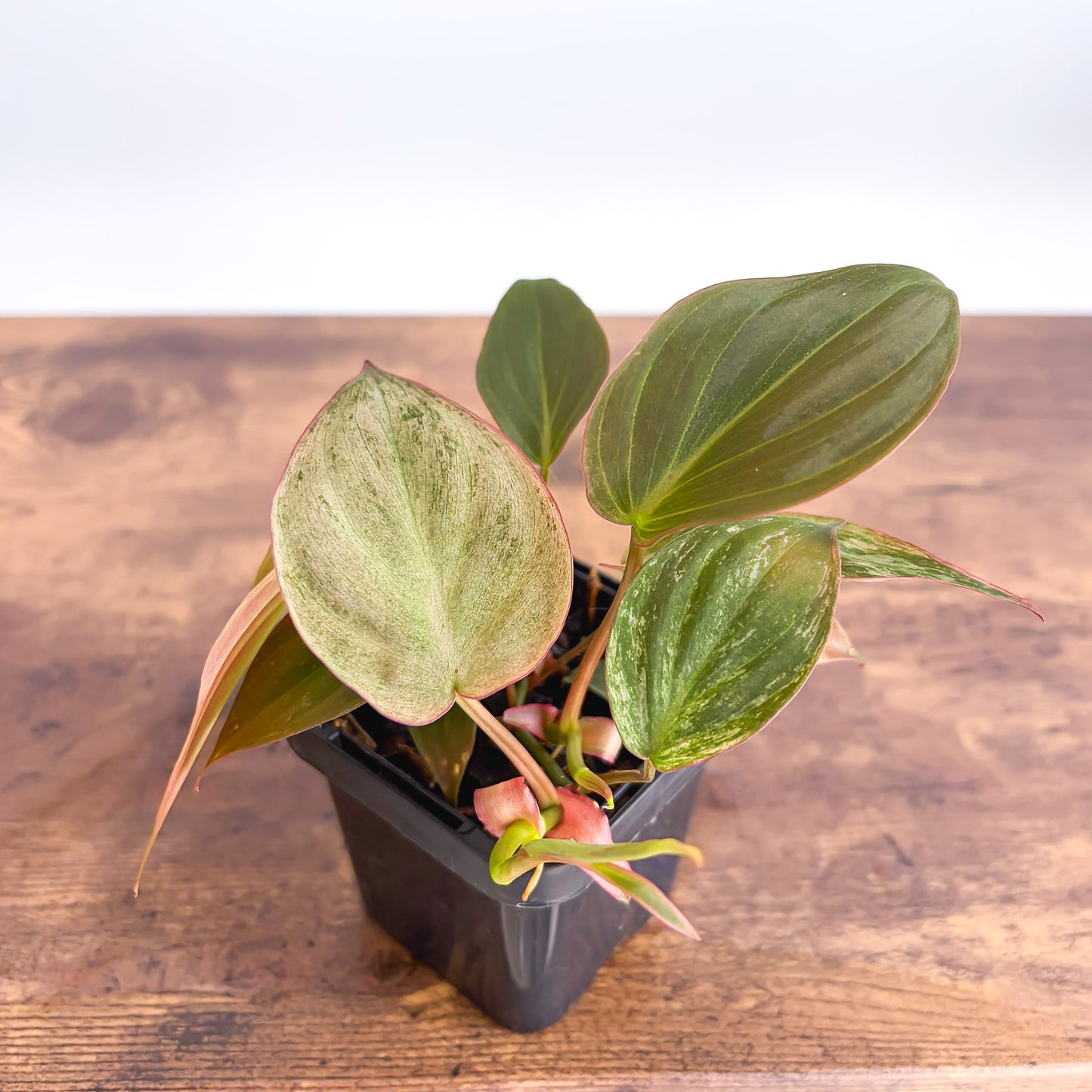 Philodendron Micans Marble Variegated | The Plant Boys