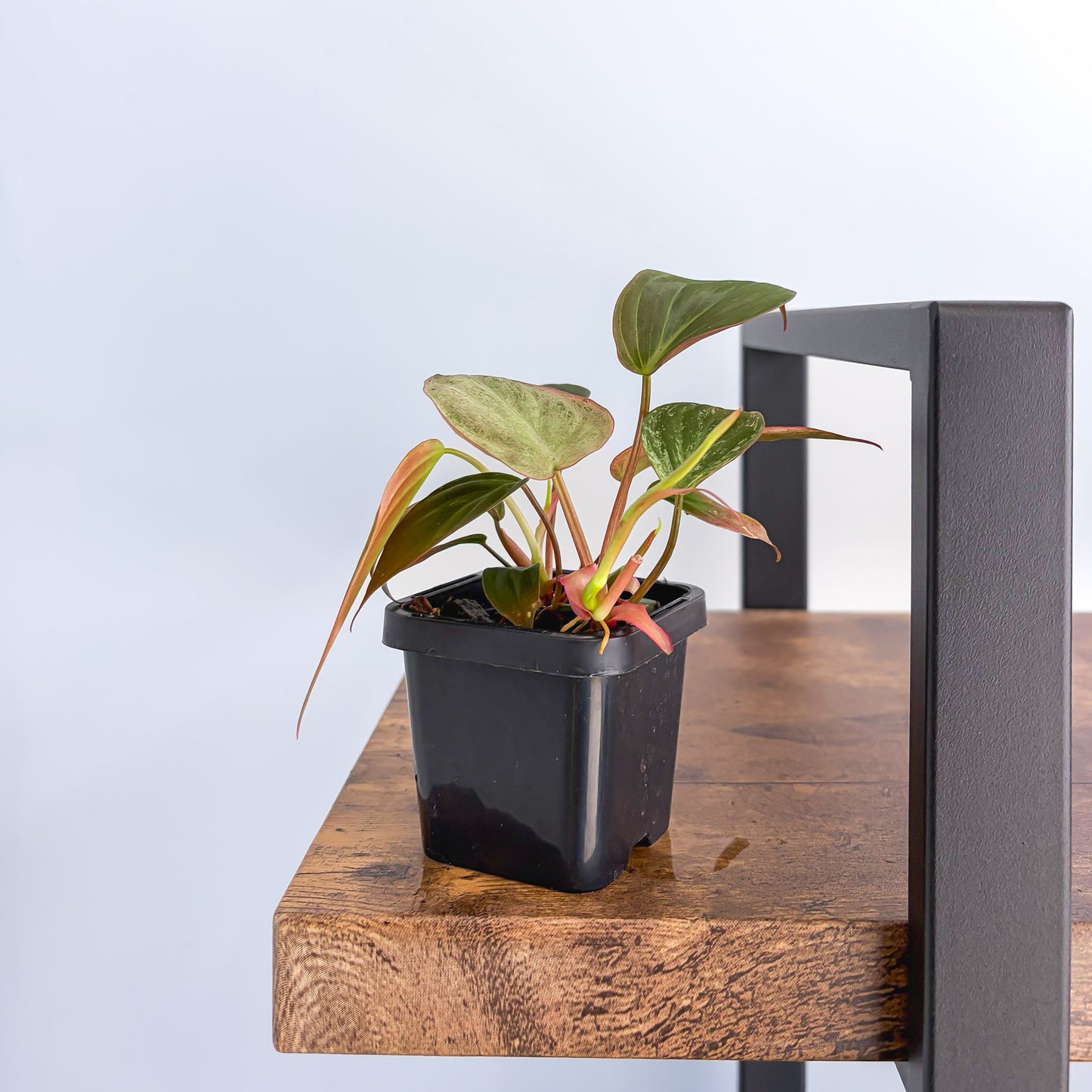 Philodendron Micans Marble Variegated | The Plant Boys