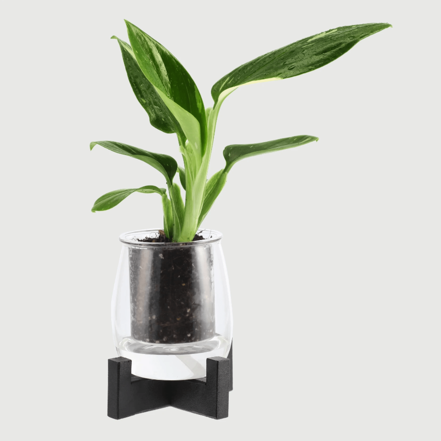 Mini Glass Self - Watering Pot & Stand Bundle | The Plant Boys