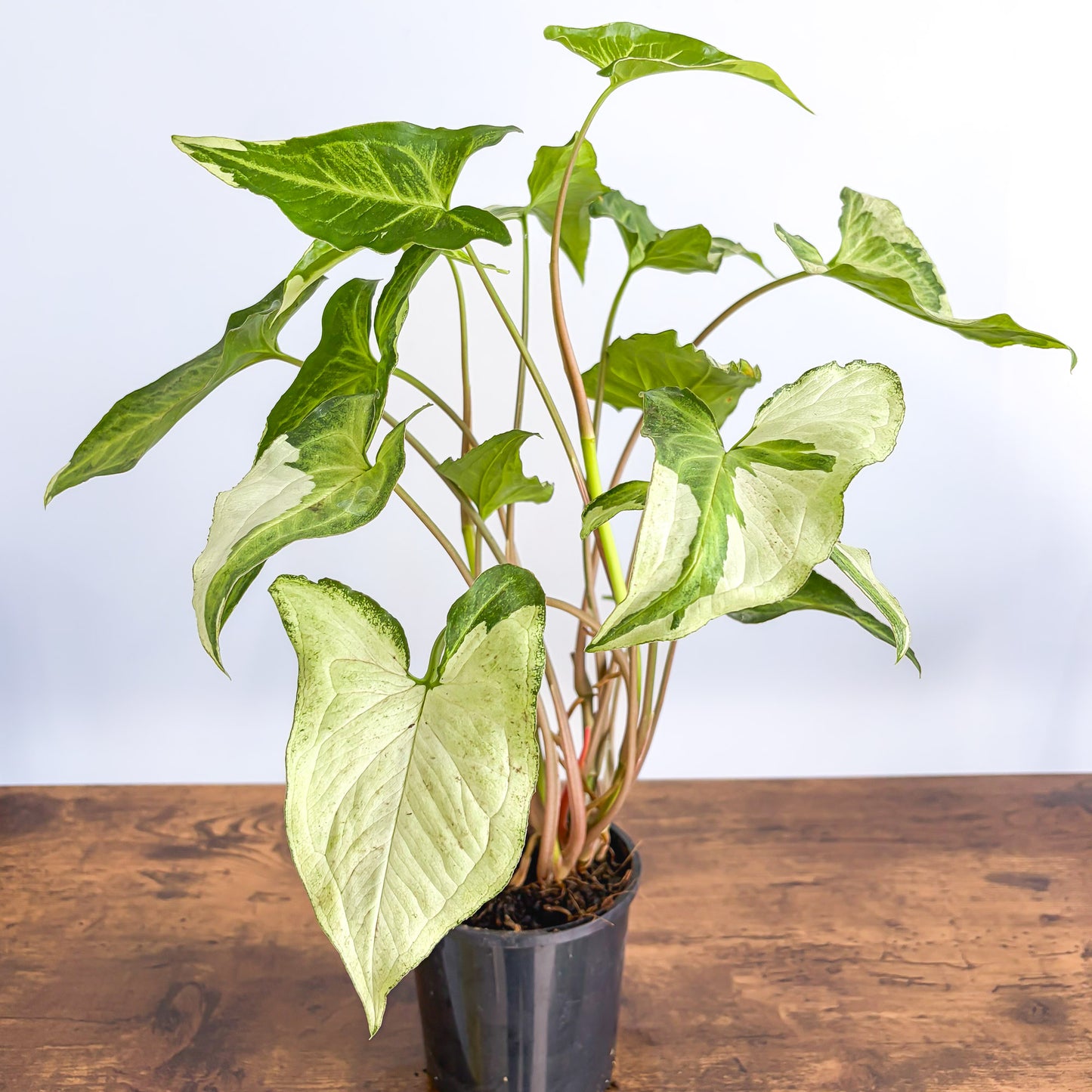 Syngonium Three Kings | The Plant Boys