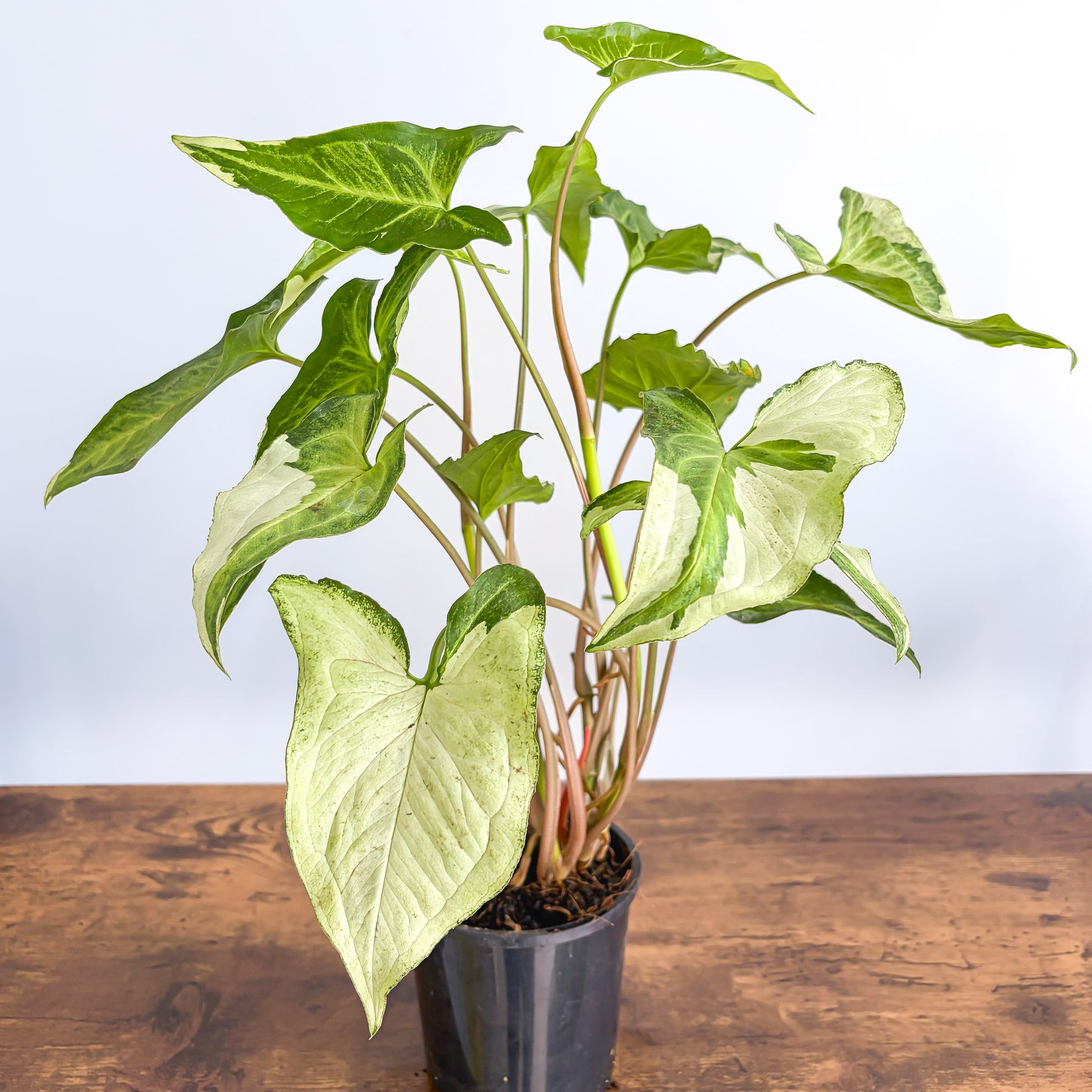 Syngonium Three Kings | The Plant Boys