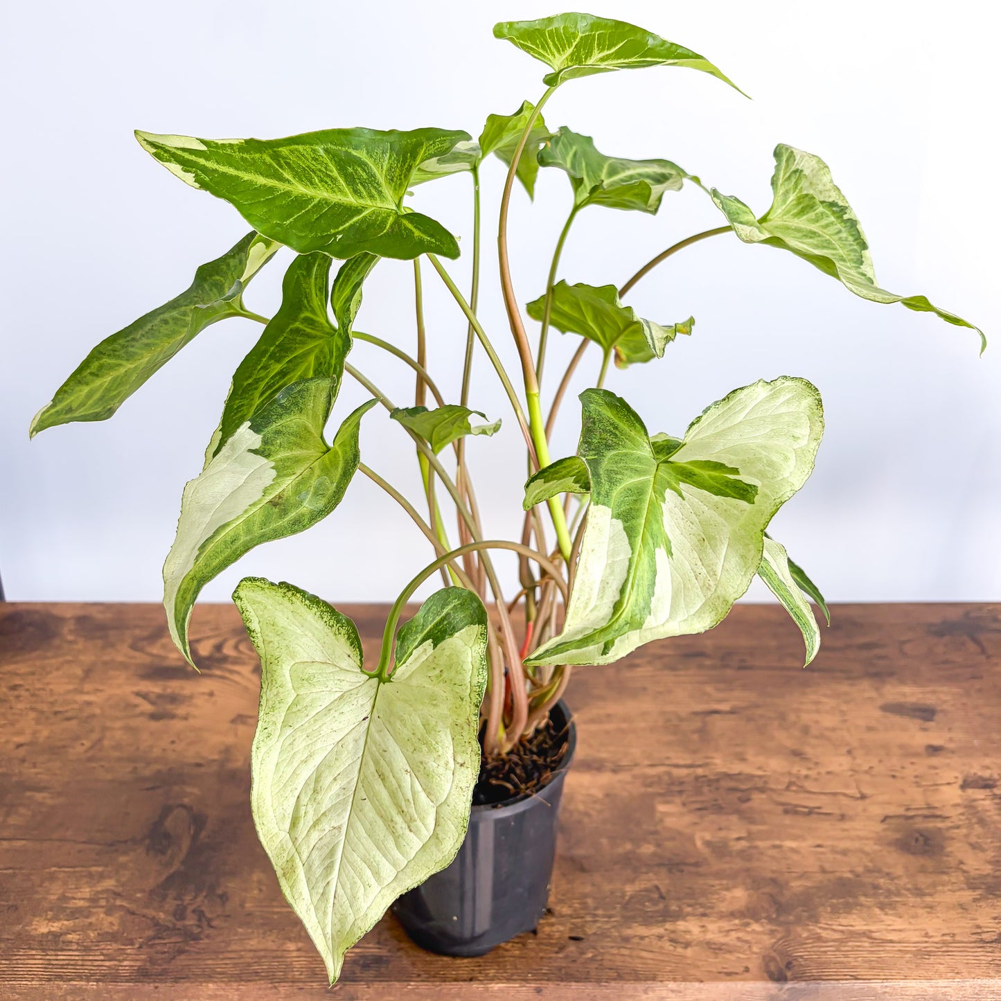 Syngonium Three Kings | The Plant Boys