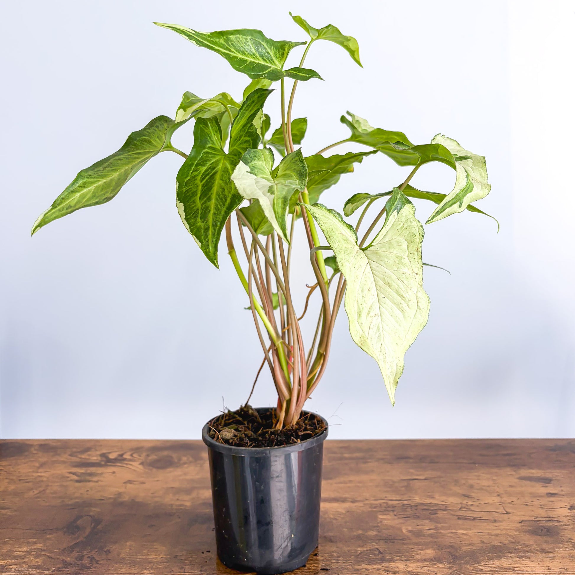 Syngonium Three Kings | The Plant Boys