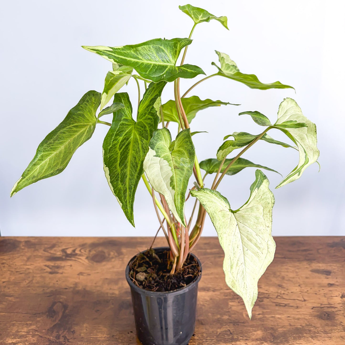 Syngonium Three Kings | The Plant Boys