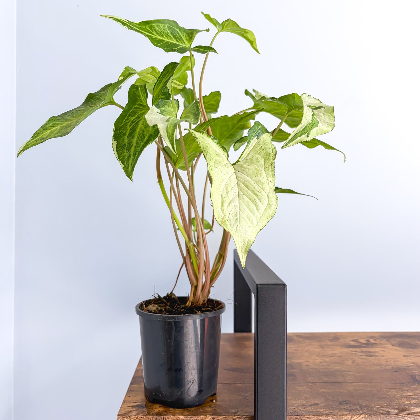 Syngonium Three Kings | The Plant Boys