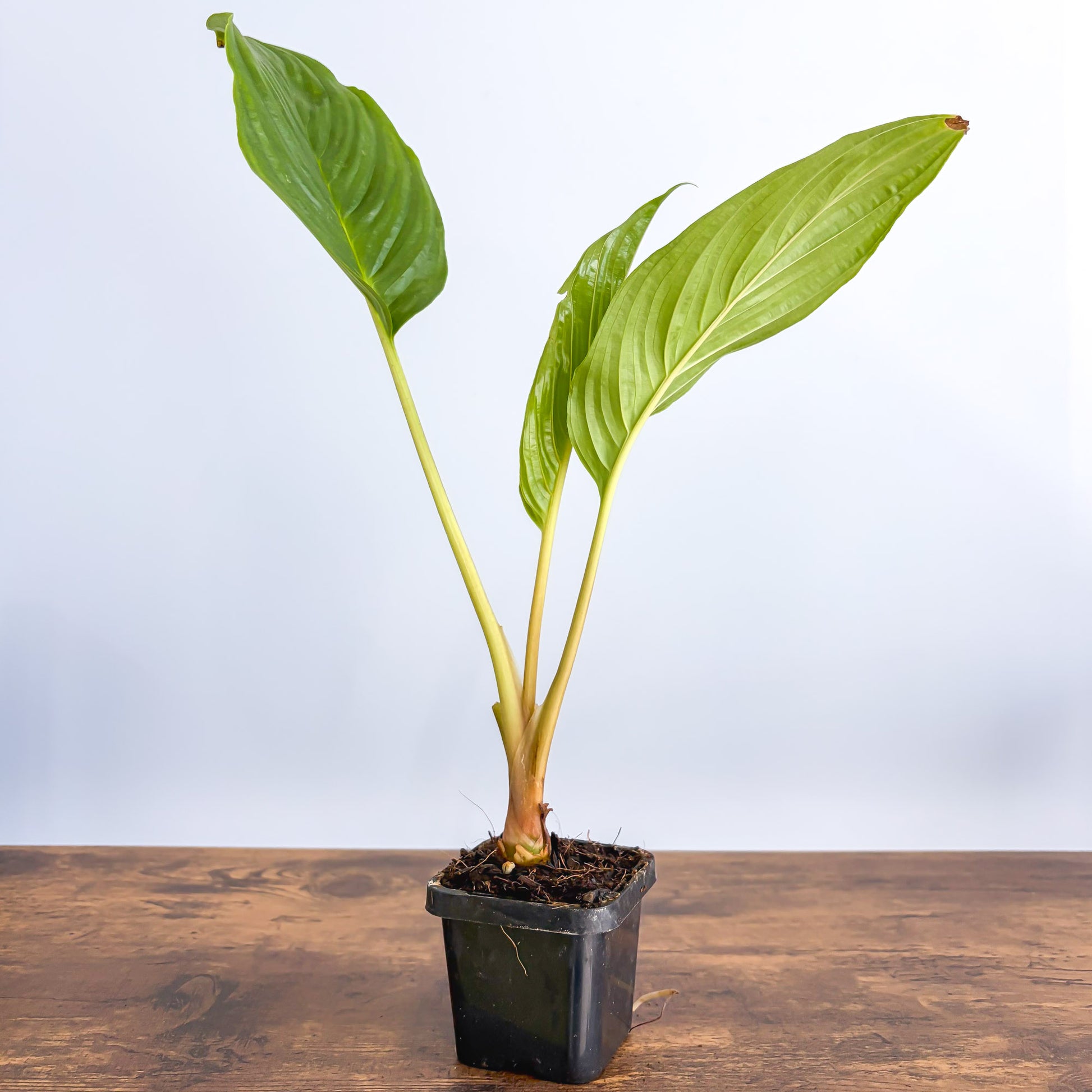 Tacca Black Bat Plant | The Plant Boys