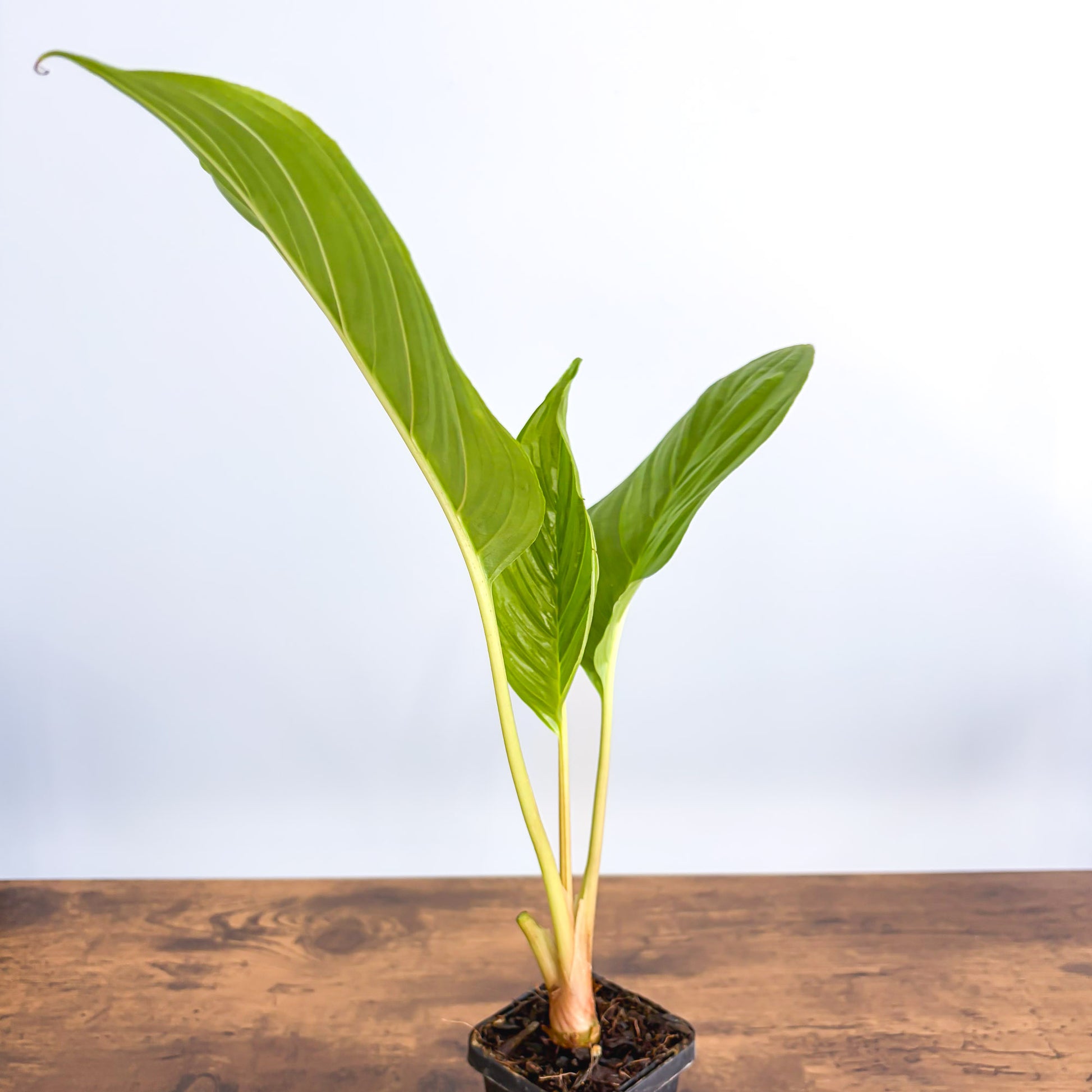 Tacca Black Bat Plant | The Plant Boys