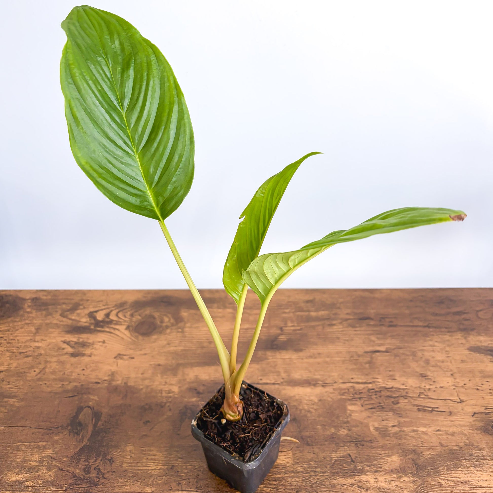 Tacca Black Bat Plant | The Plant Boys