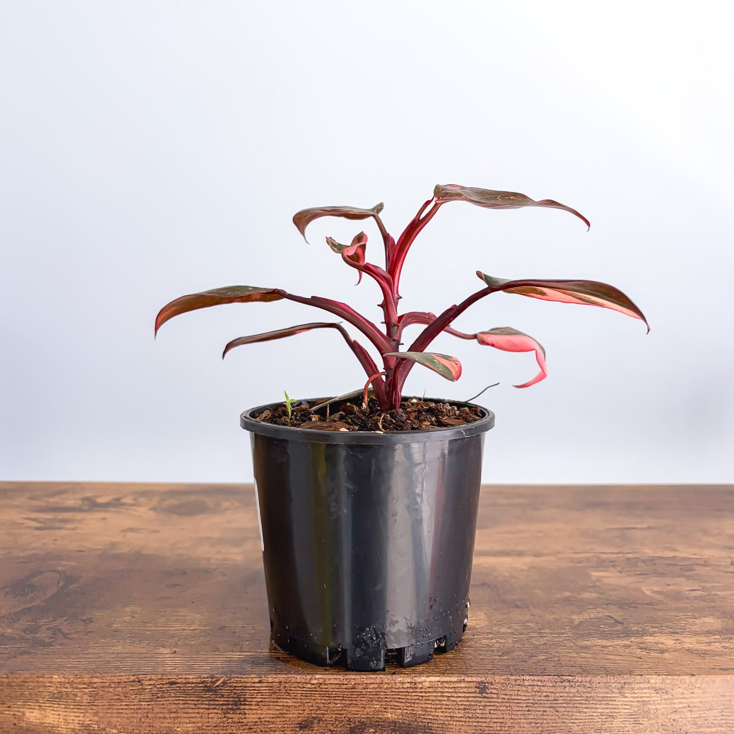 Philodendron Pink Princess Galaxy | The Plant Boys