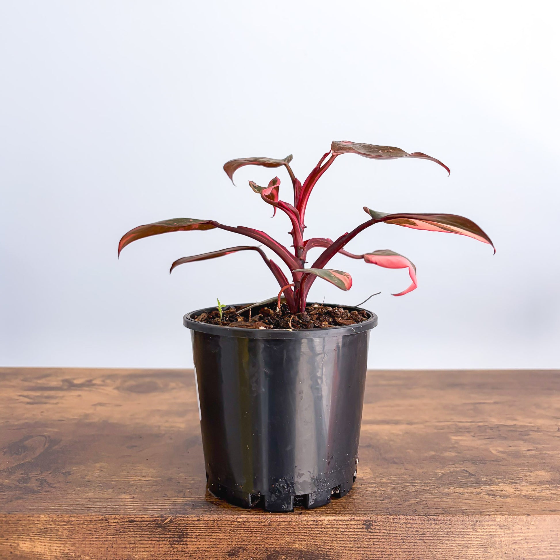 Philodendron Pink Princess Galaxy | The Plant Boys