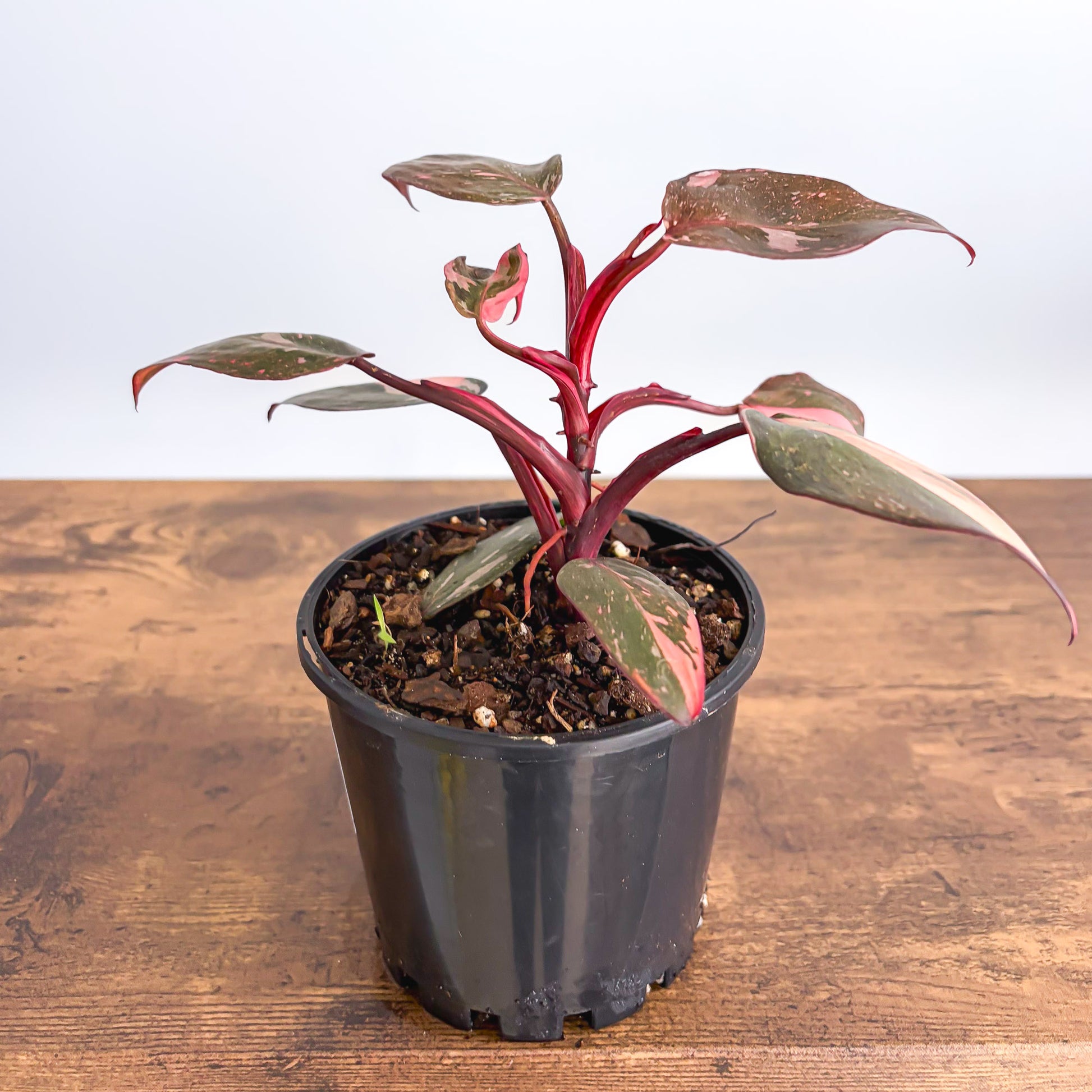 Philodendron Pink Princess Galaxy – The Plant Boys